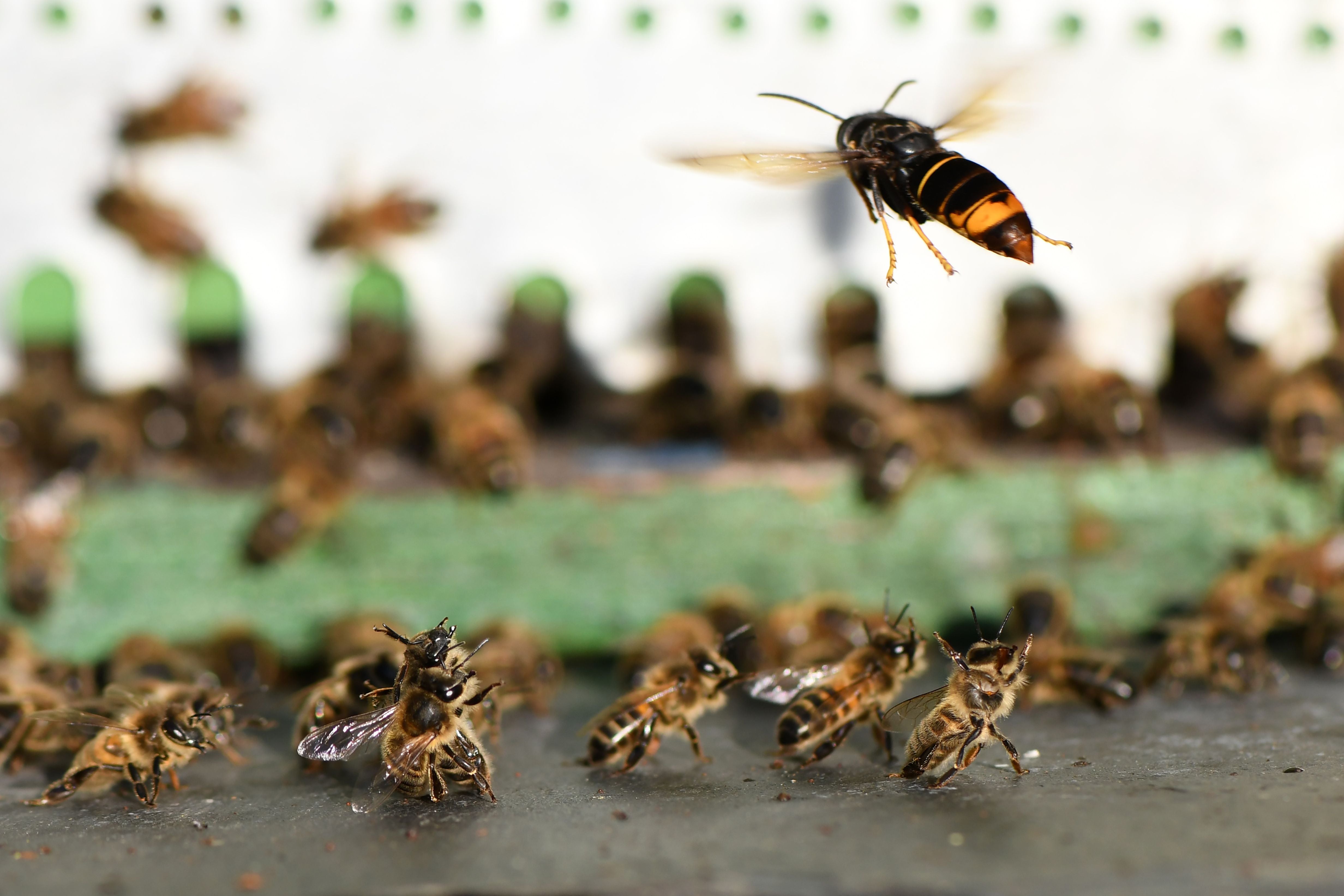 The invasive Asian hornets are devastating to native bee populations, with a single hornet able to eat up to 50 honeybees per day