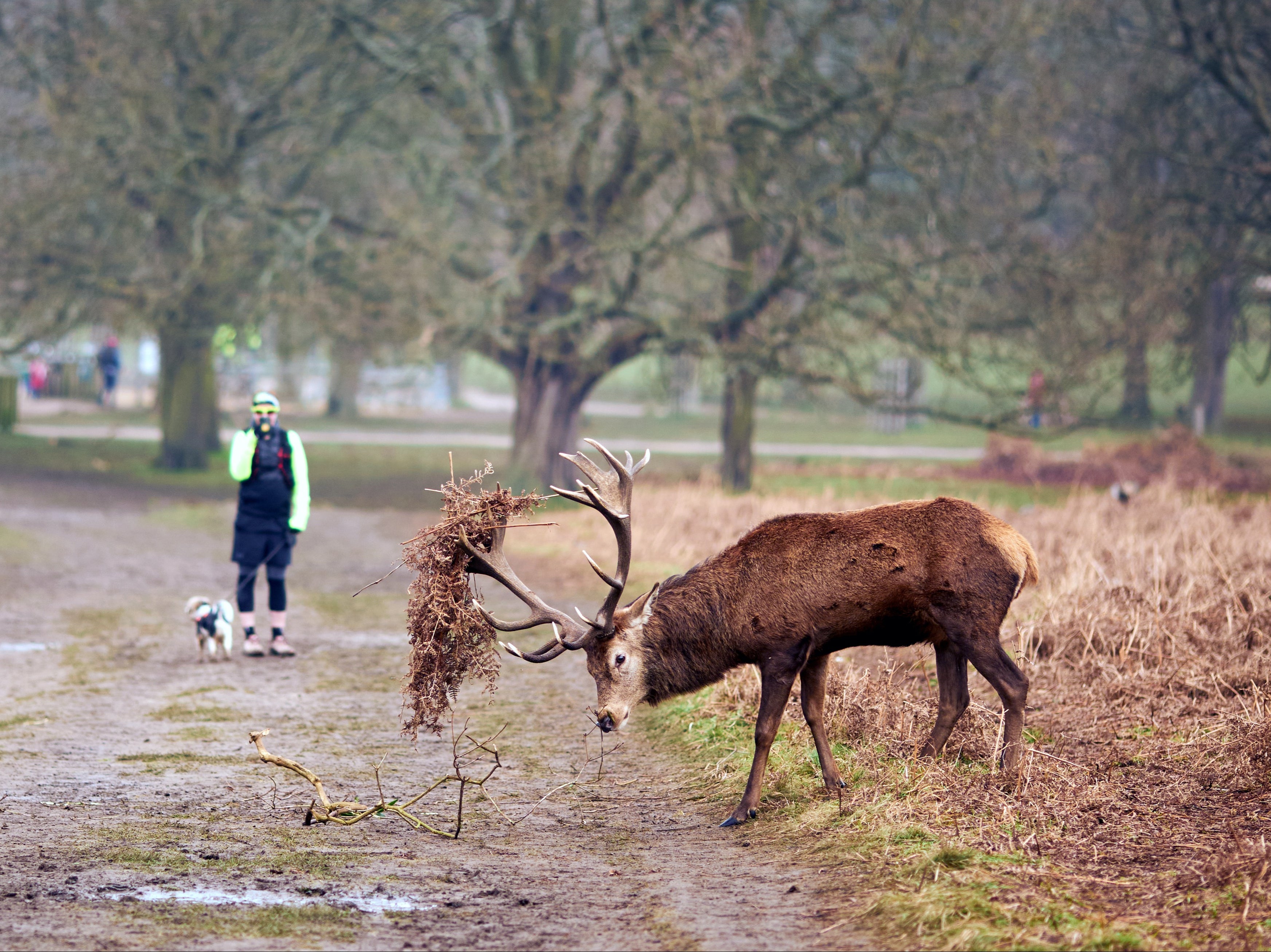 Red deer in Richmond Park, London