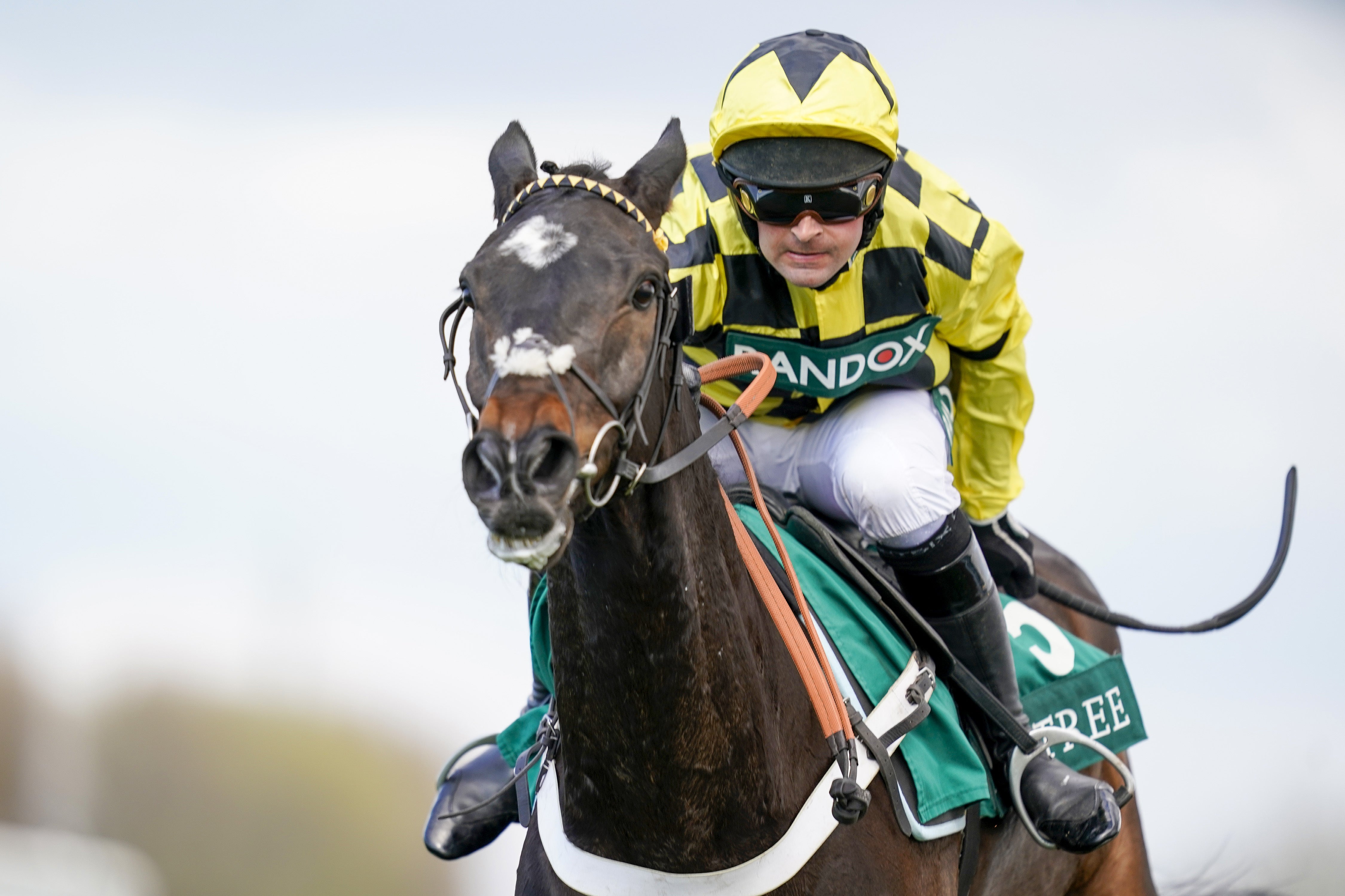 The 10-year-old was due to contest the Ladbrokes Punchestown Gold Cup this week