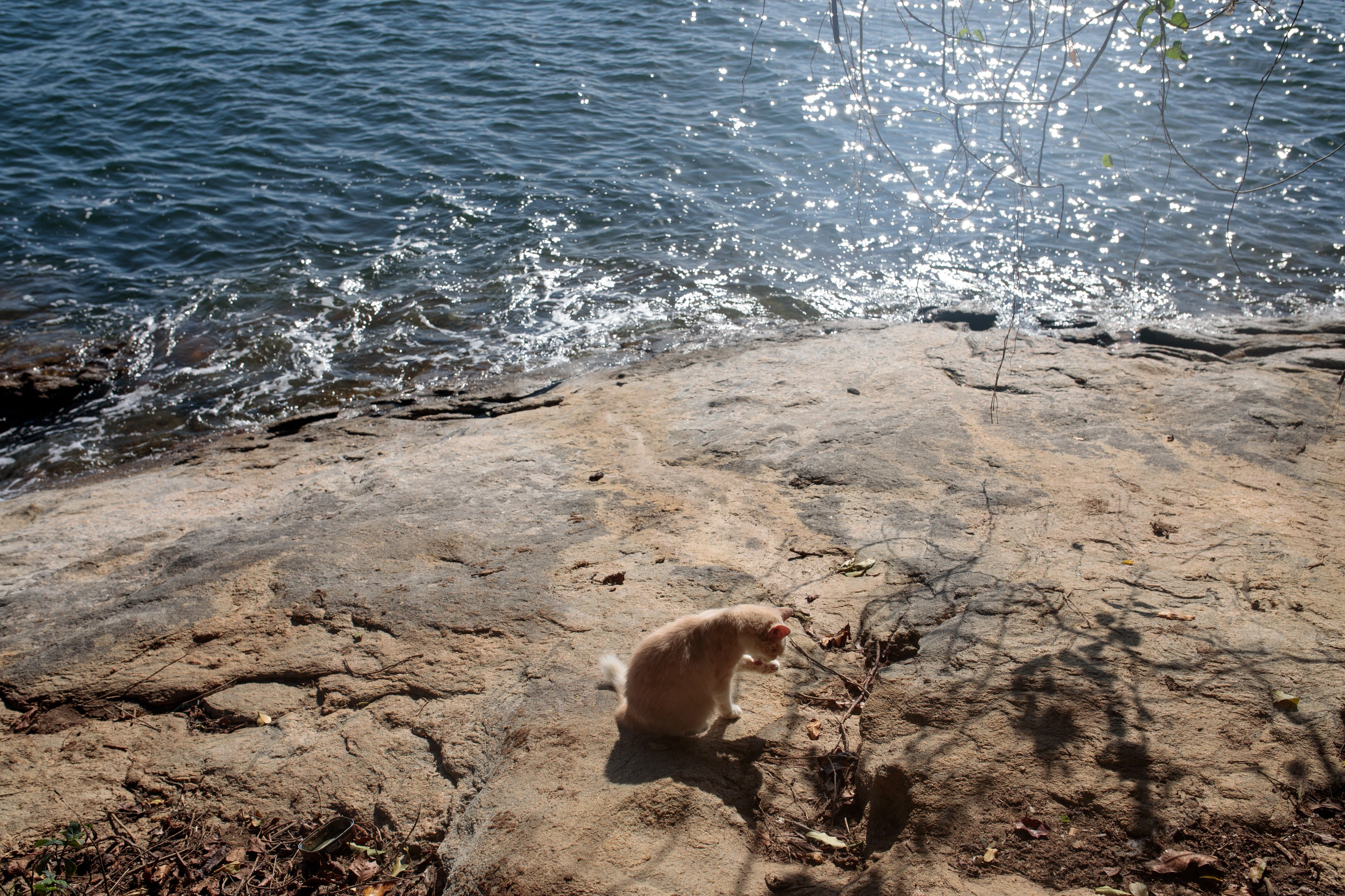 They walk alone: A cat cleans himself by the edge of Ilha dos Gatos