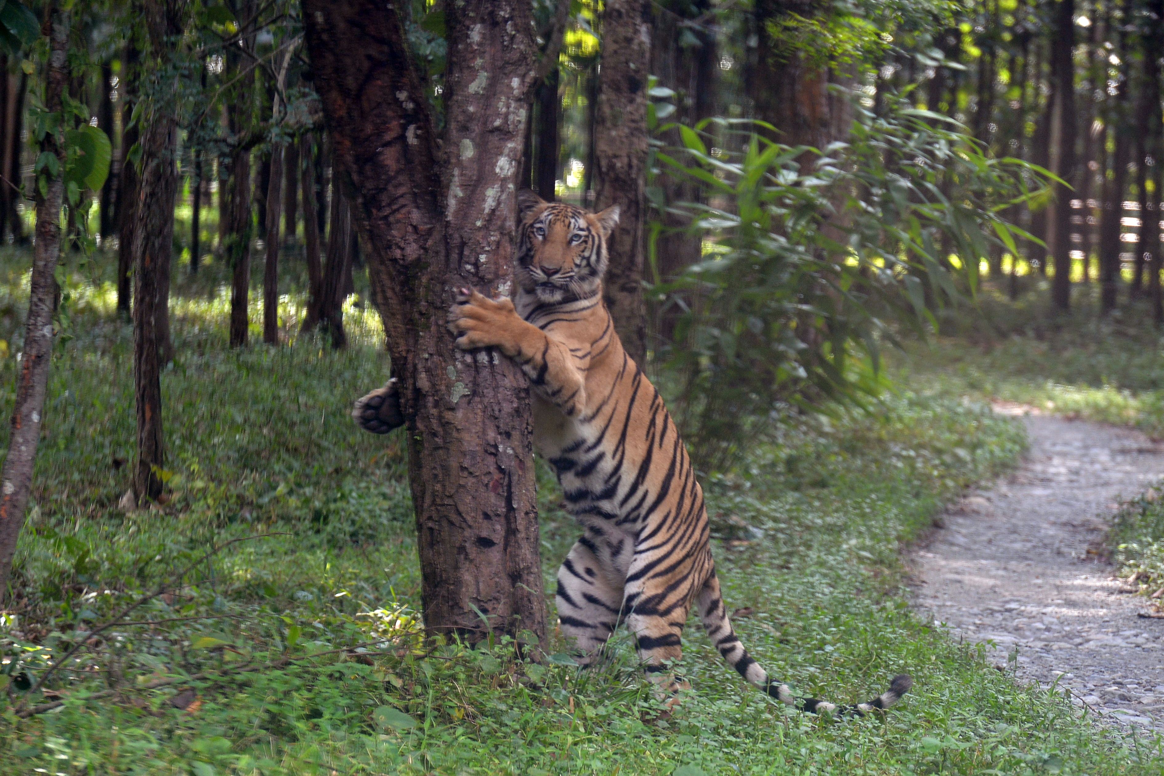 Representative: A young Bengal tiger Rika holds onto a tree after being released in an enclosure at the Bengal Safari wildlife park on the outskirts of Siliguri on 1 October 2019
