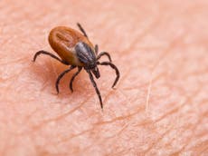 What is Lyme disease, what are the symptoms and how can it be treated?