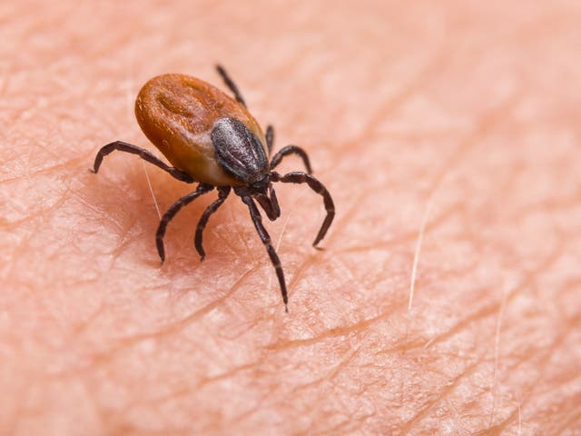 <p>Watch out: ticks about</p>