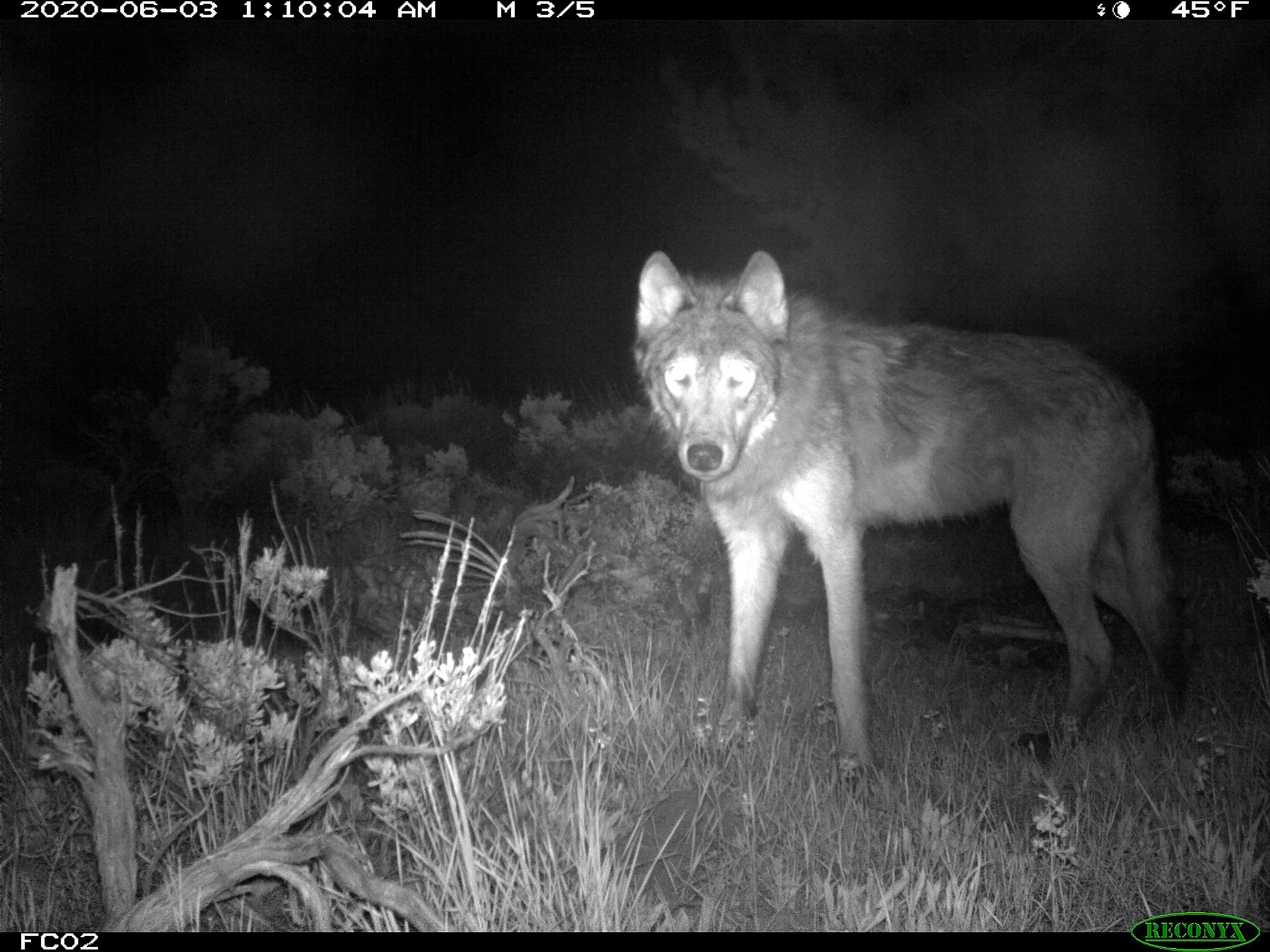 Gray Wolves Pups