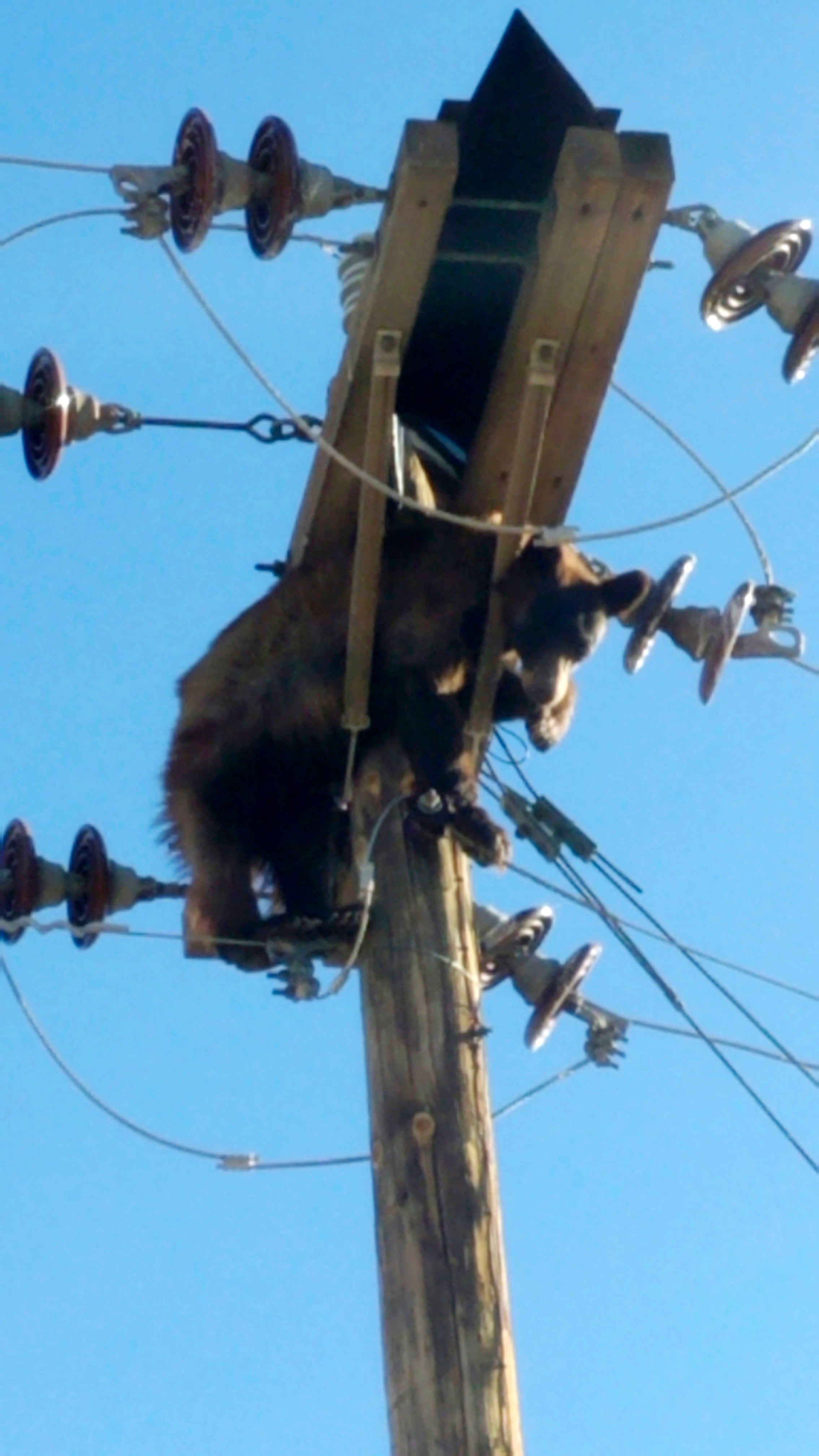 Bear On Pole