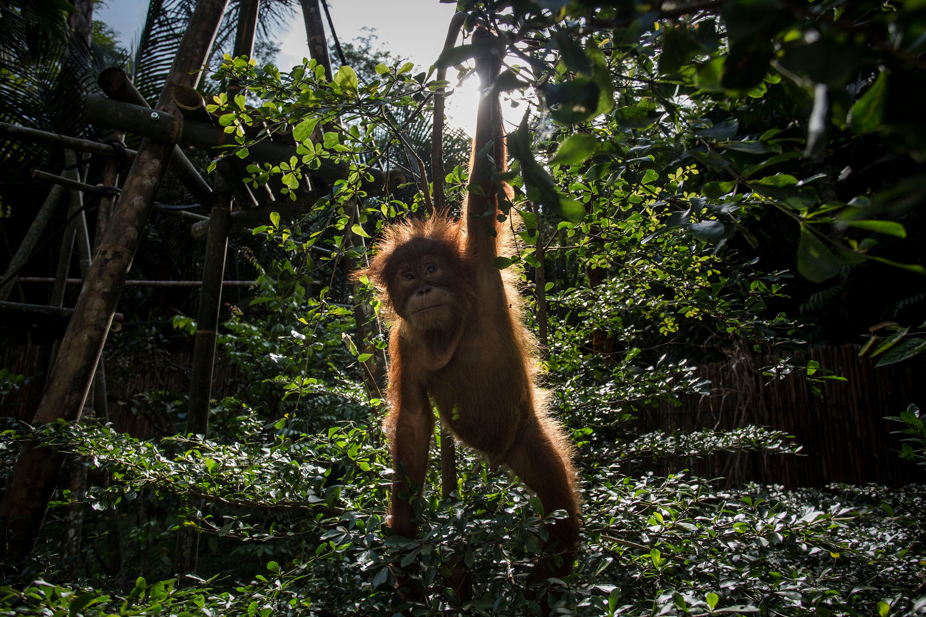 Baby orangutan at the Sumatran Orangutan Conservation Programme. The dangers to nature and climate must be treated as one, scientists say