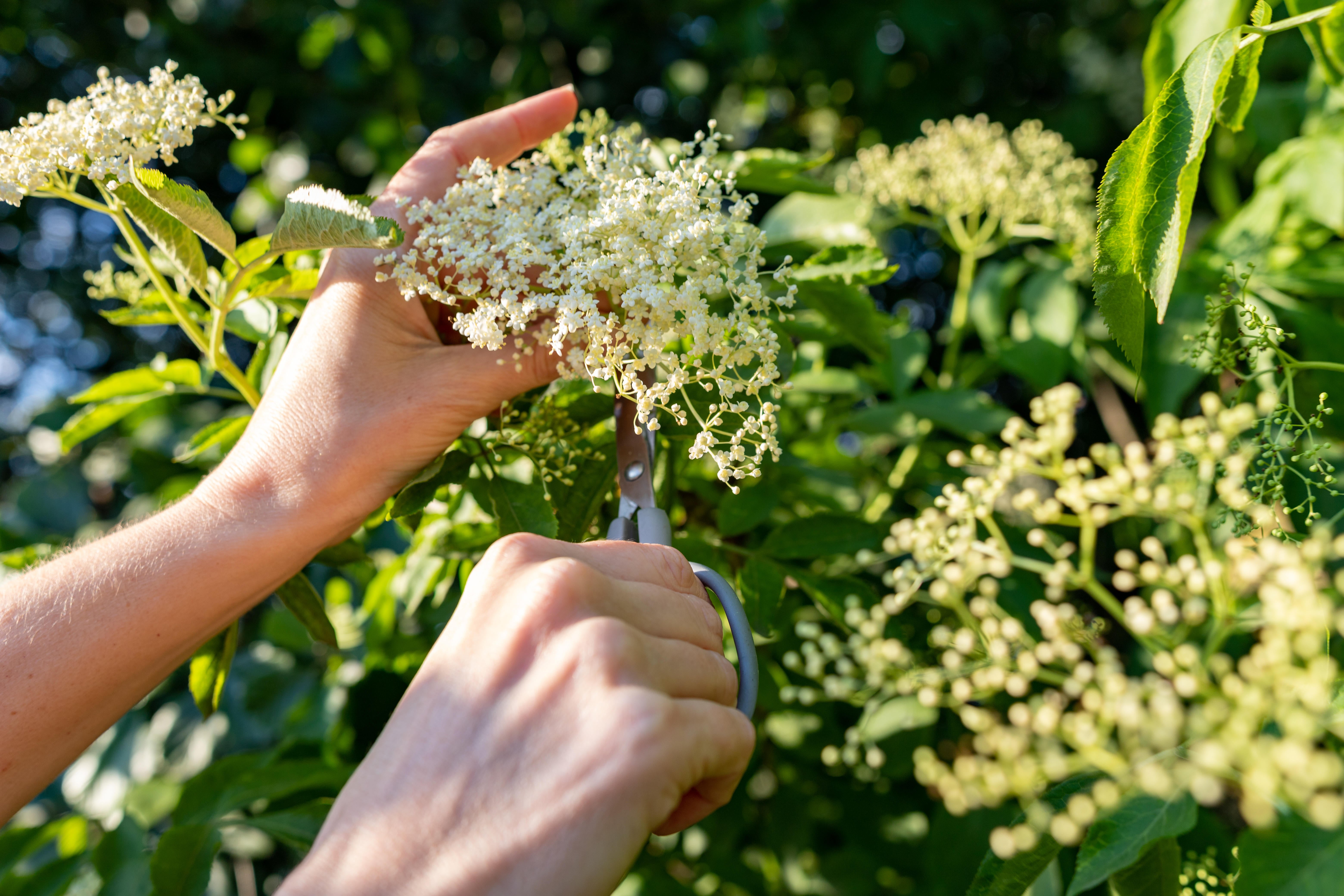 Picking white elderflower flowers.