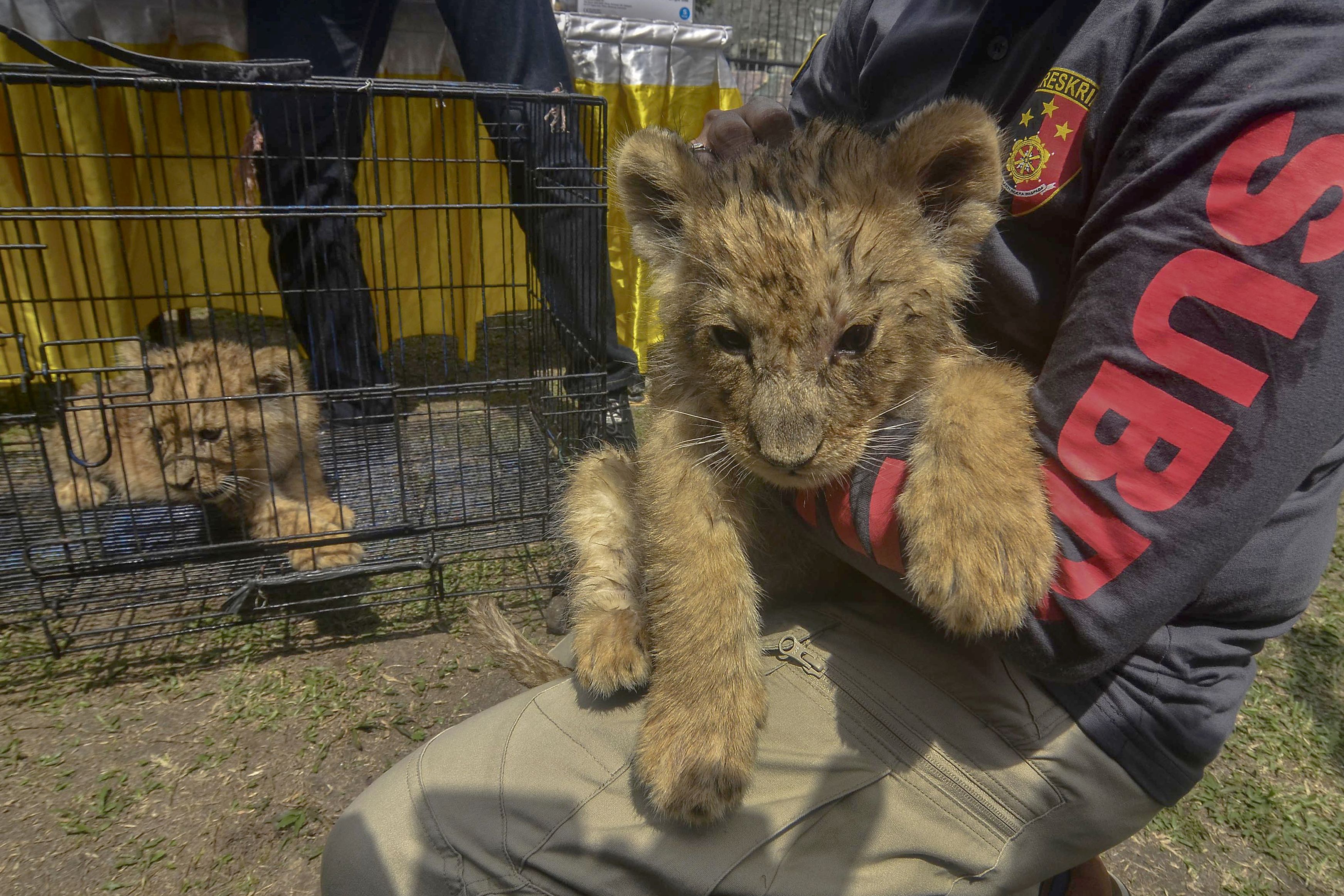 Illegal wildlife trafficking is widespread in Southeast Asia