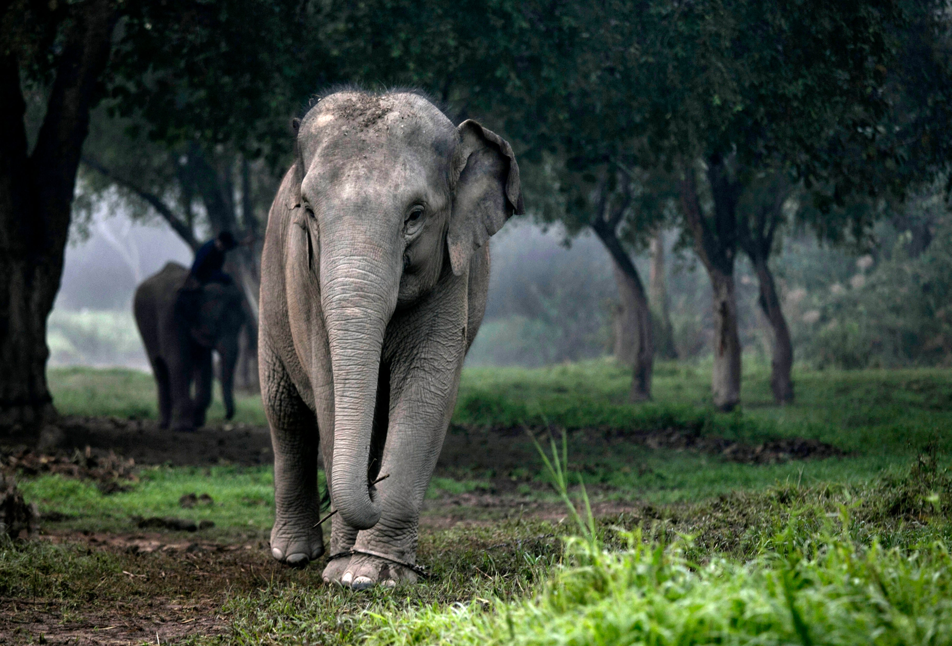 An elephant in the early morning fog at the Anantara Golden Triangle resort