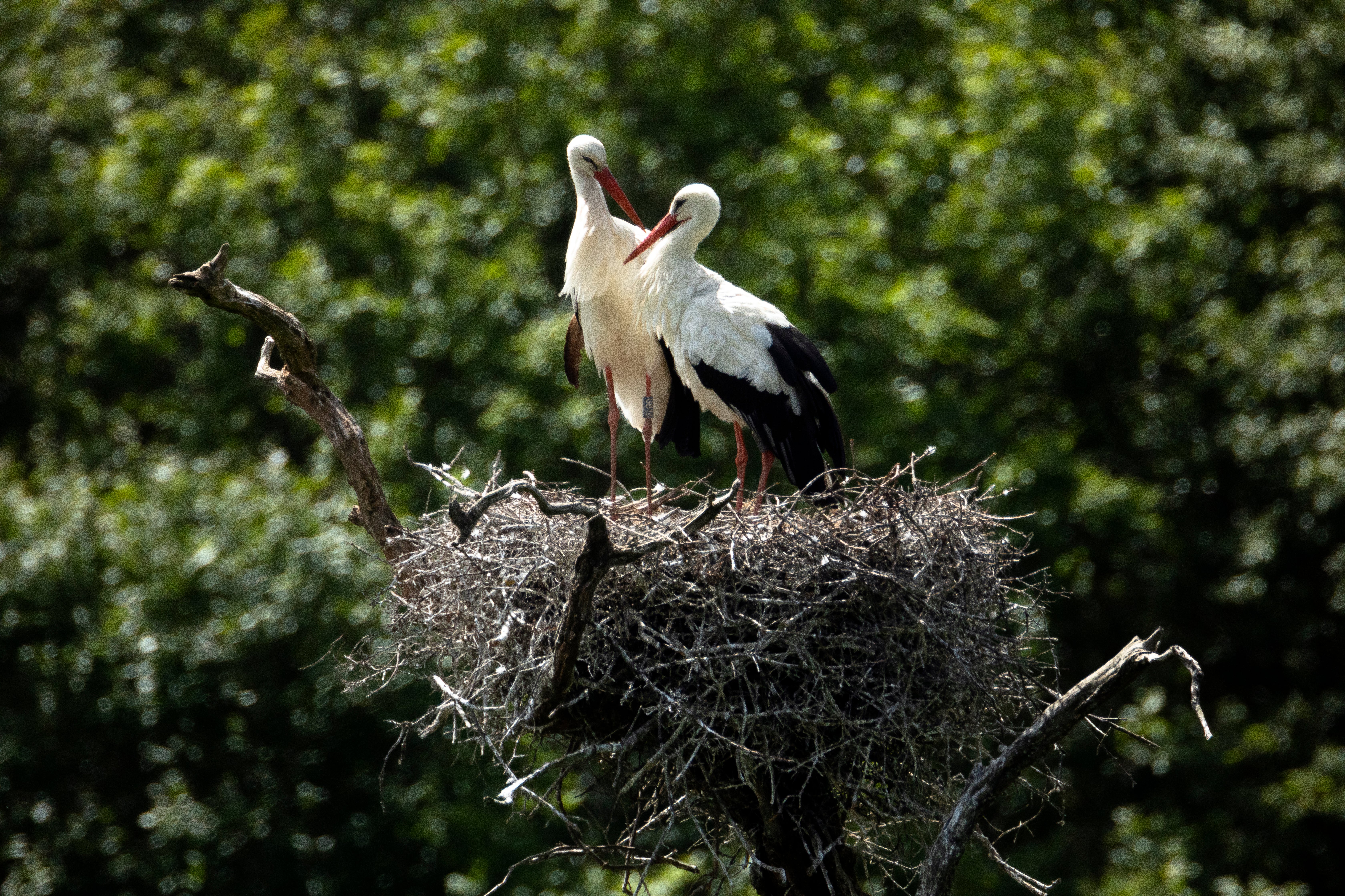 White storks are one of several species benefiting from rewilding in England