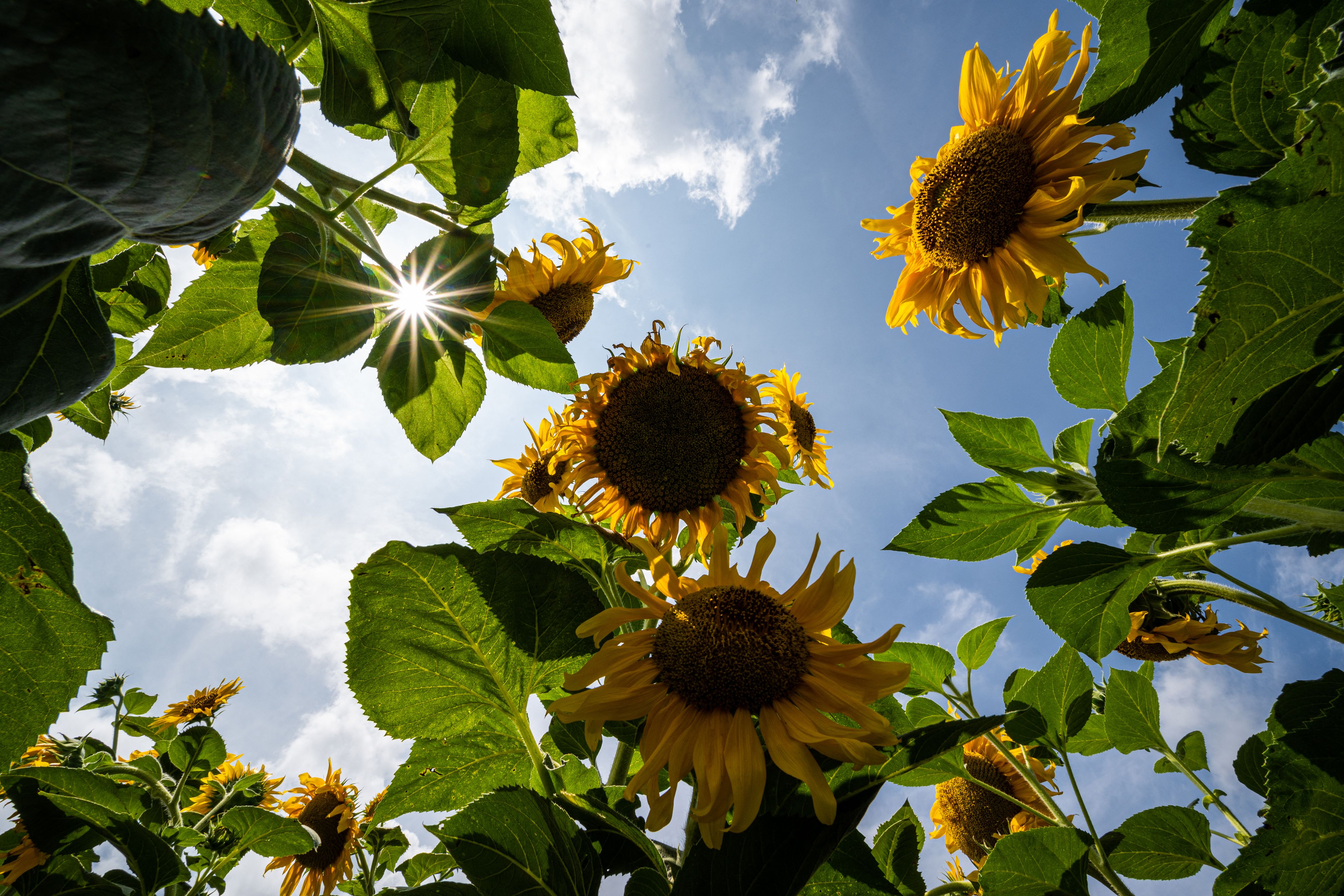 Currently many of these gardens face threats of eviction