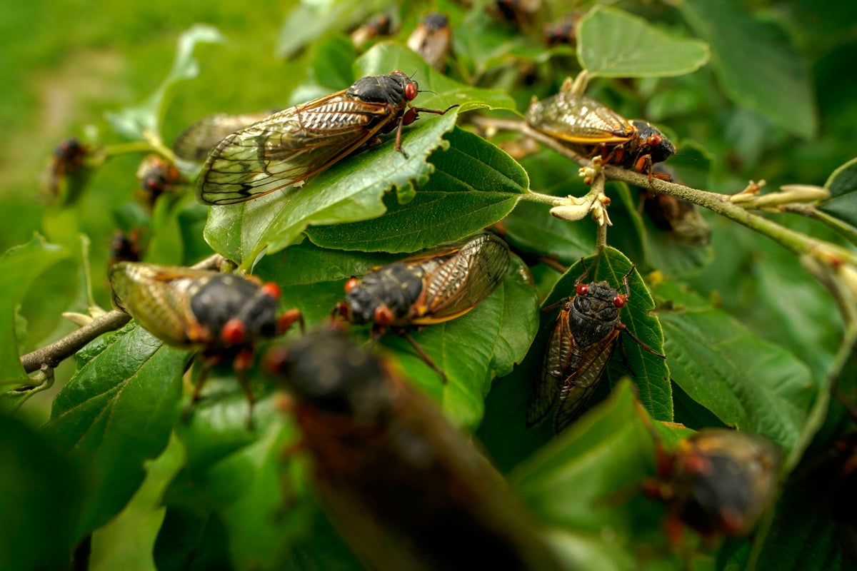 There will be something like 100,000 insects per acre spread across an area four times the size of England