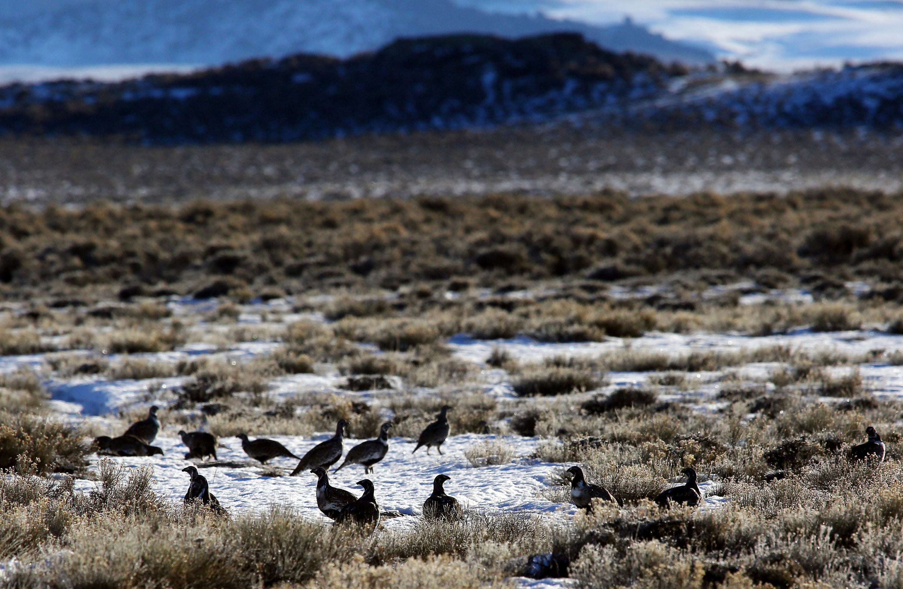 Wyoming holds 38 per cent of the world’s population of greater sage grouse – a species that has seen dramatic decline