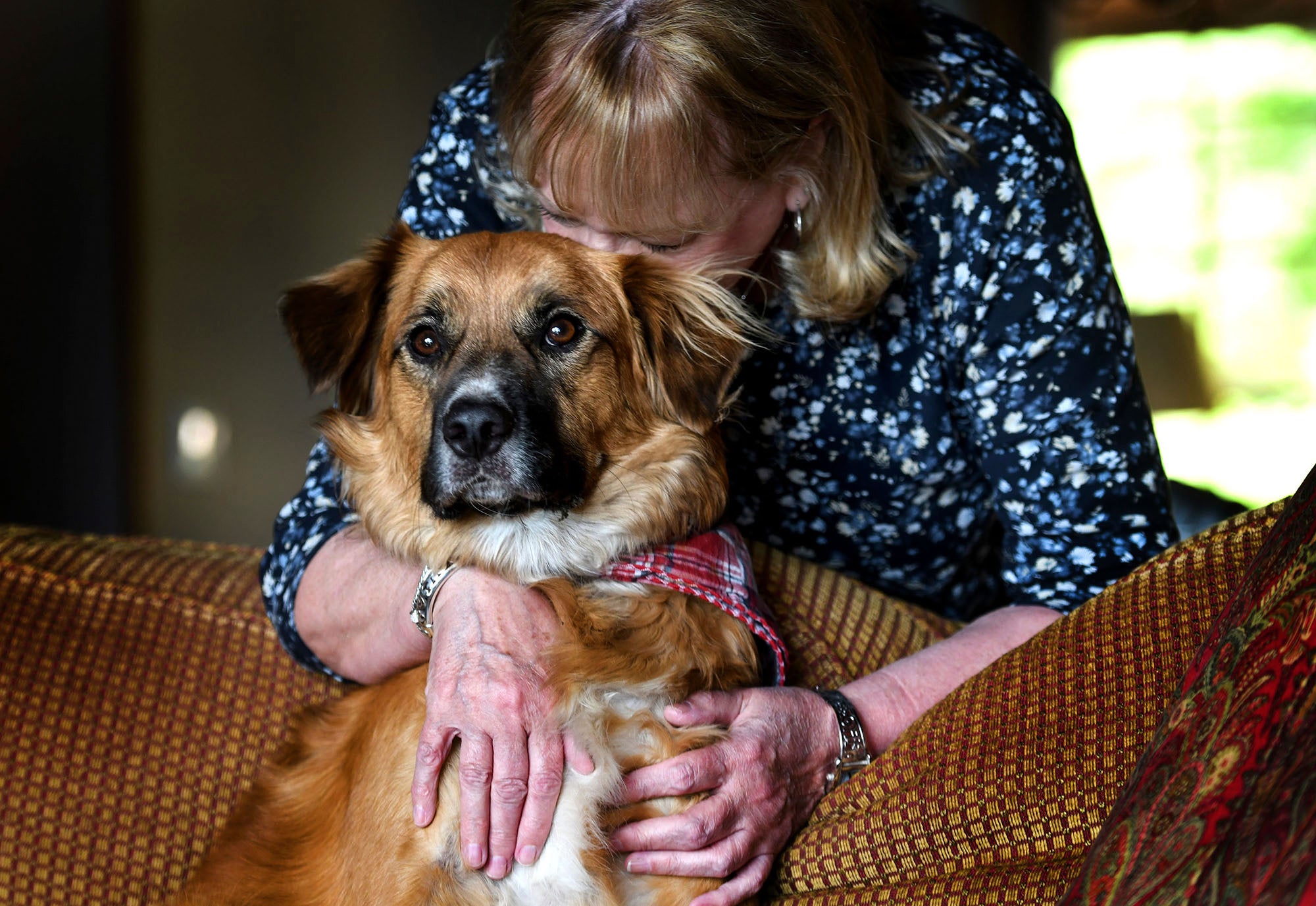 Vehicle Crash Dog Found