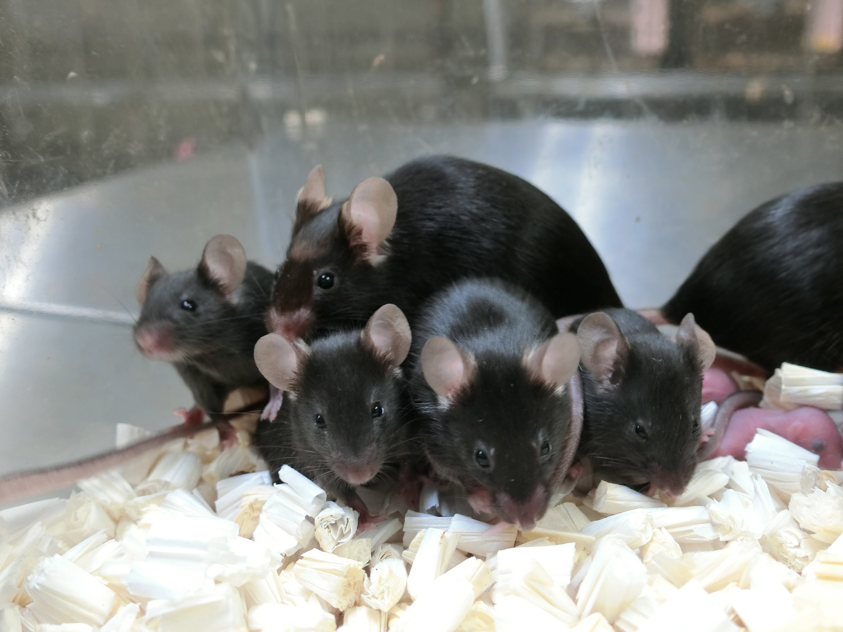 Picture taken of healthy offspring and next generation of mice derived from space-preserved sperm