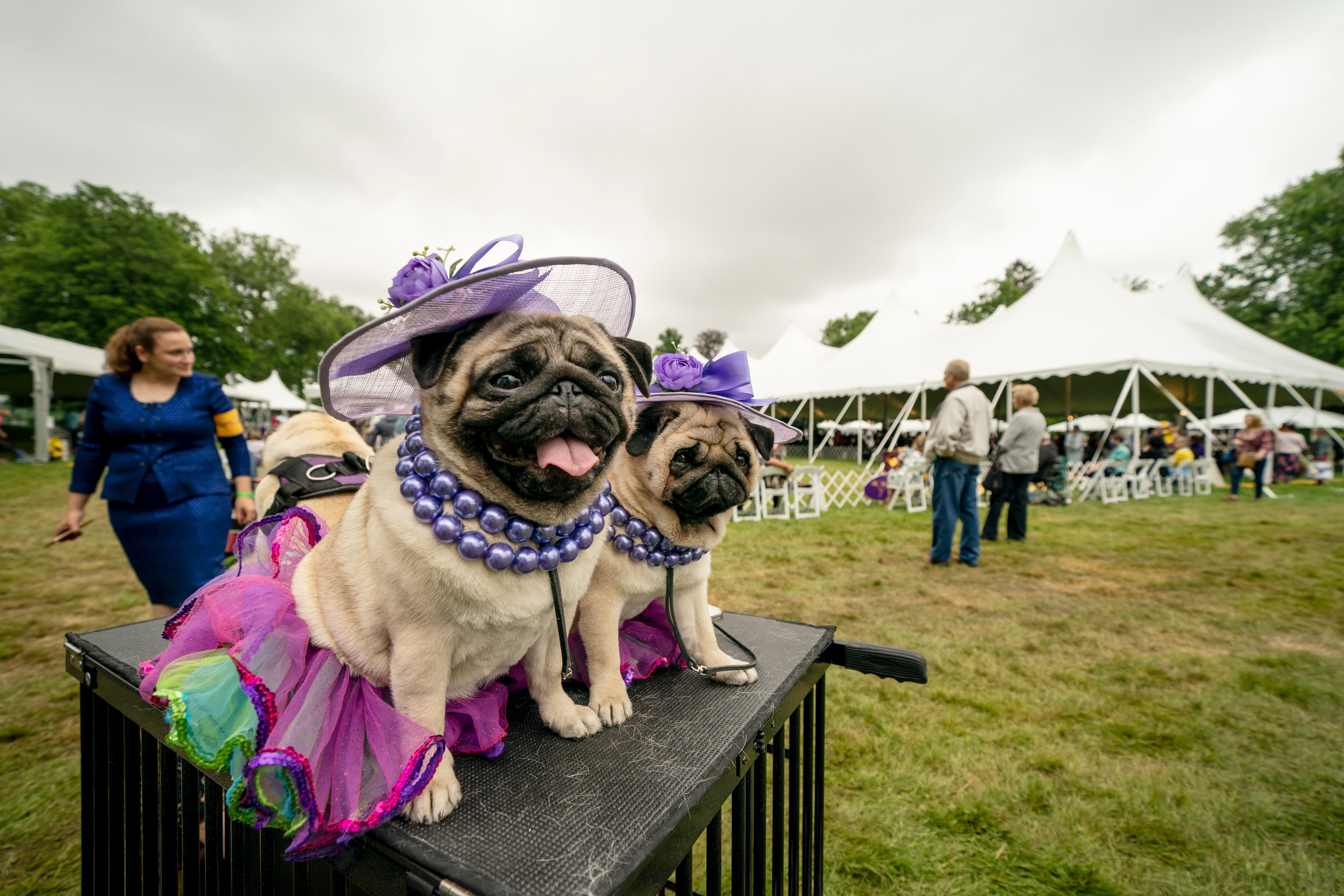 APTOPIX Westminster Dog Show