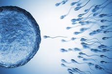 Are falling sperm counts really an ‘existential threat’ for humanity?