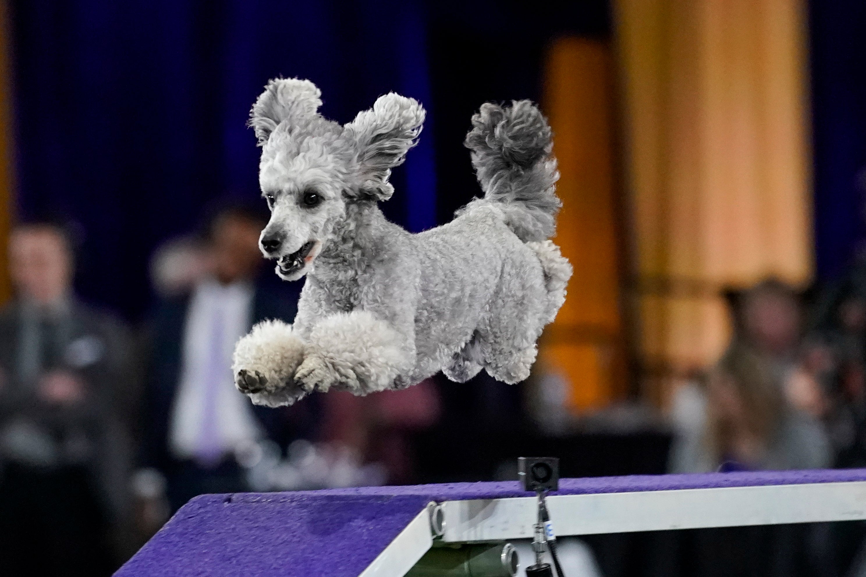 Westminster Dog Show