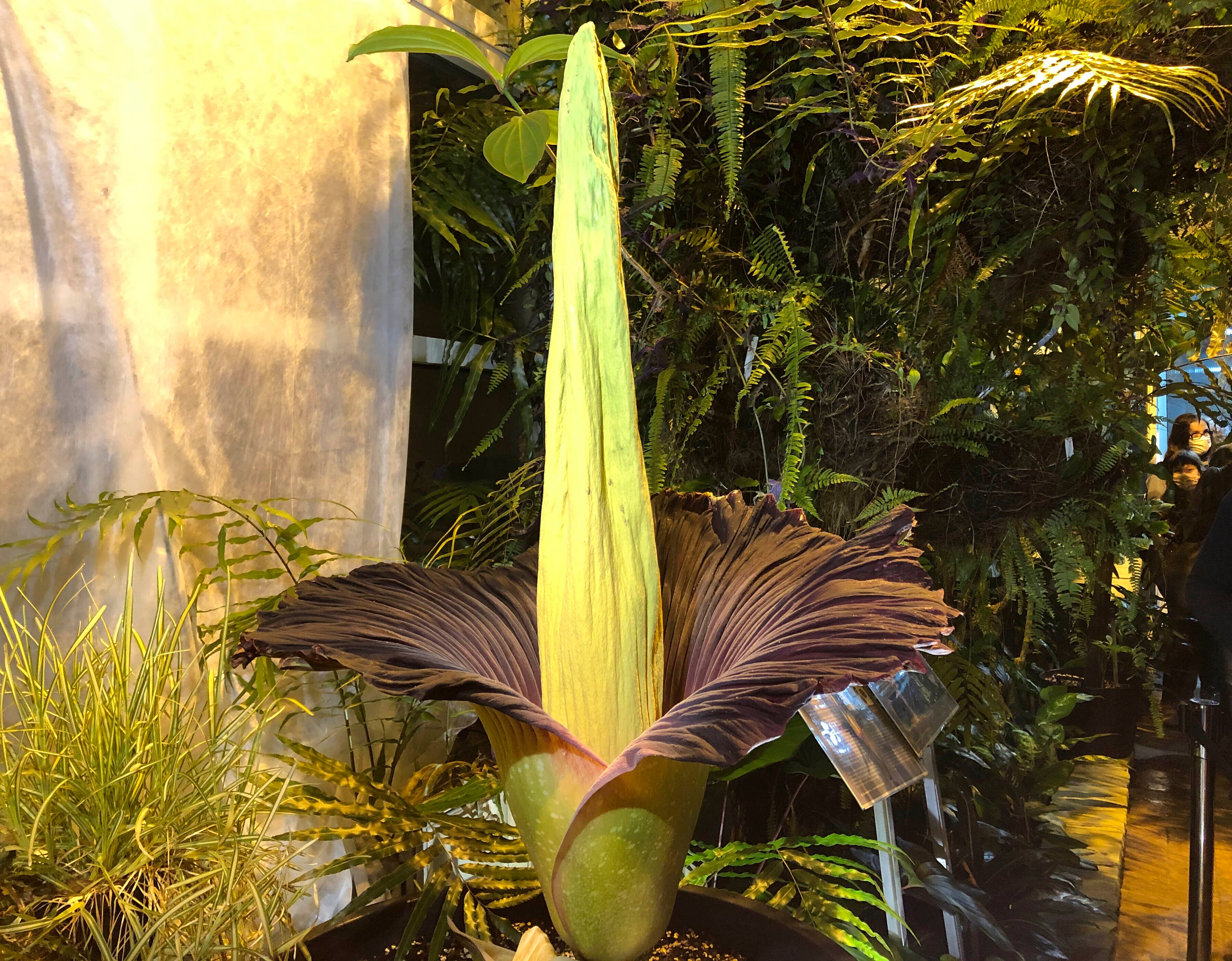 Poland Corpse Flower