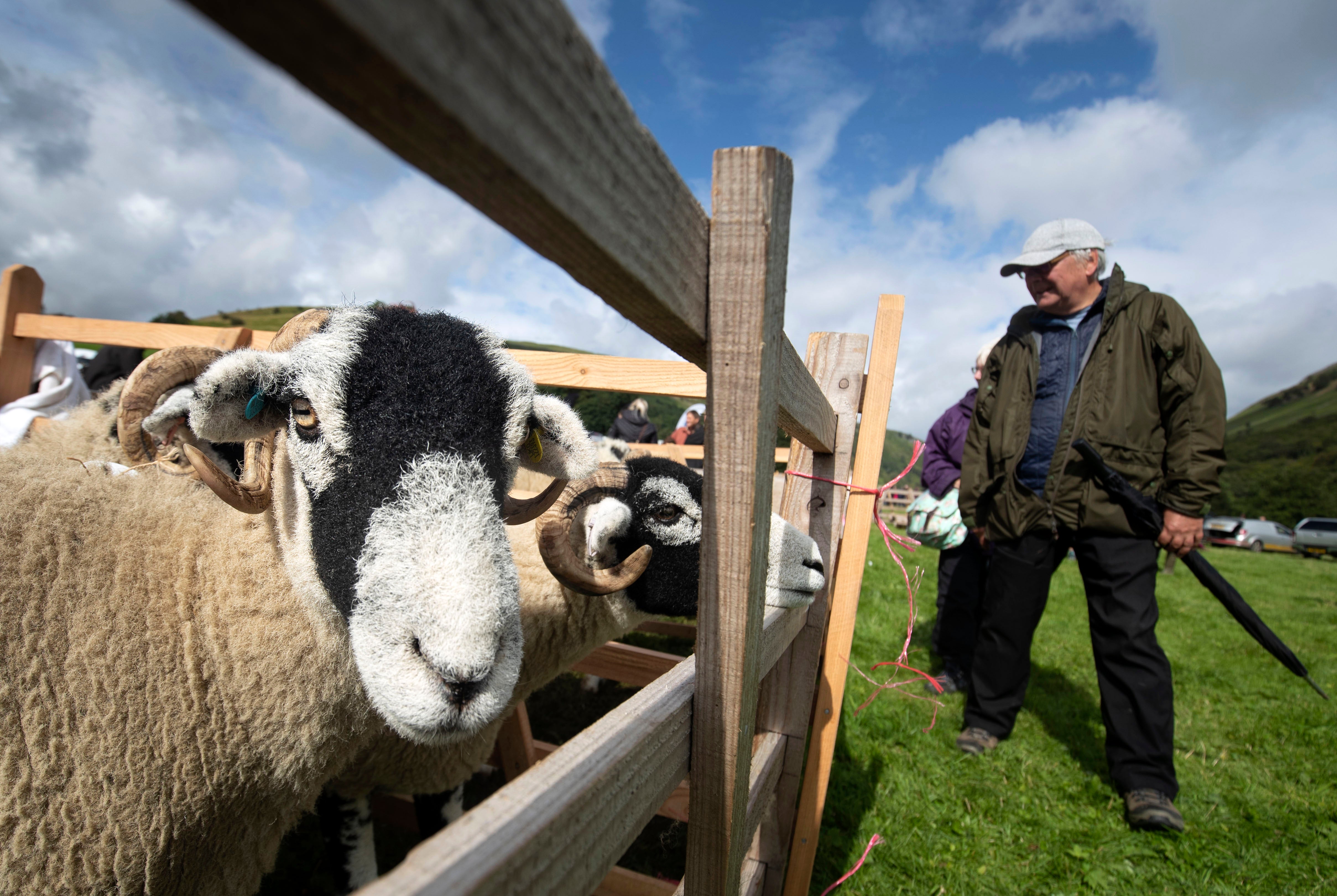 Sheep during the Muker Show, a traditional agriculture and horticultural show, in Yorkshire Dales National Park