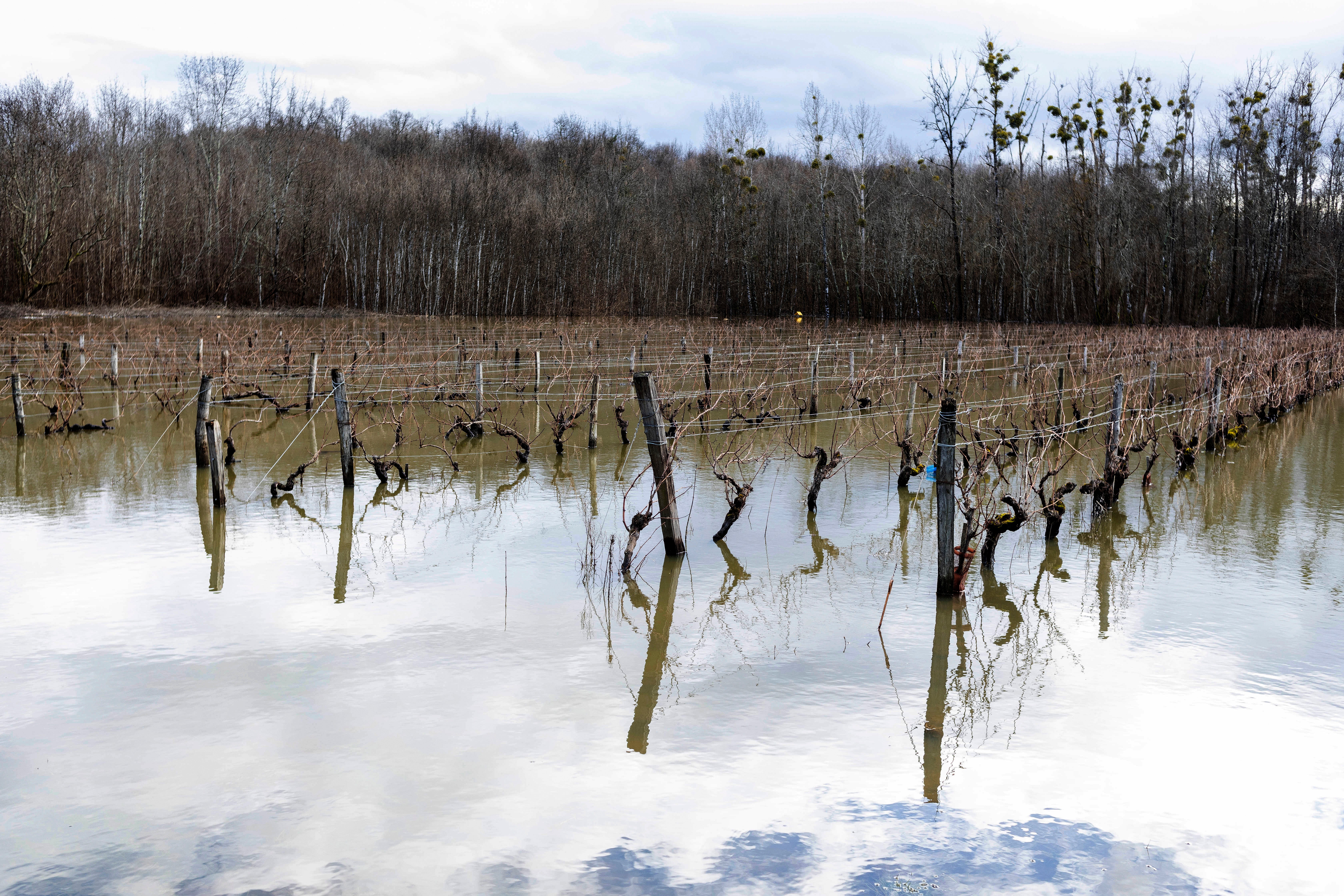 Climate France Frost Damage