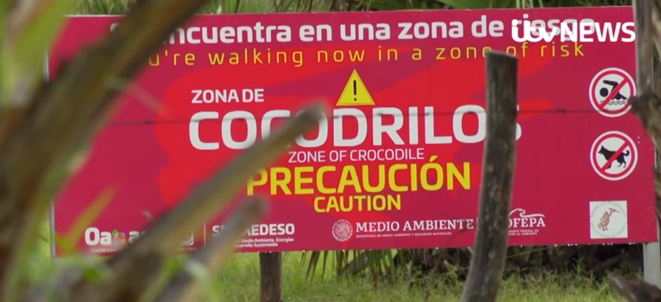 A crocodile informing motion connected a Mexican beach. Local authorities are said to person accrued surveillance of nan area since nan attack