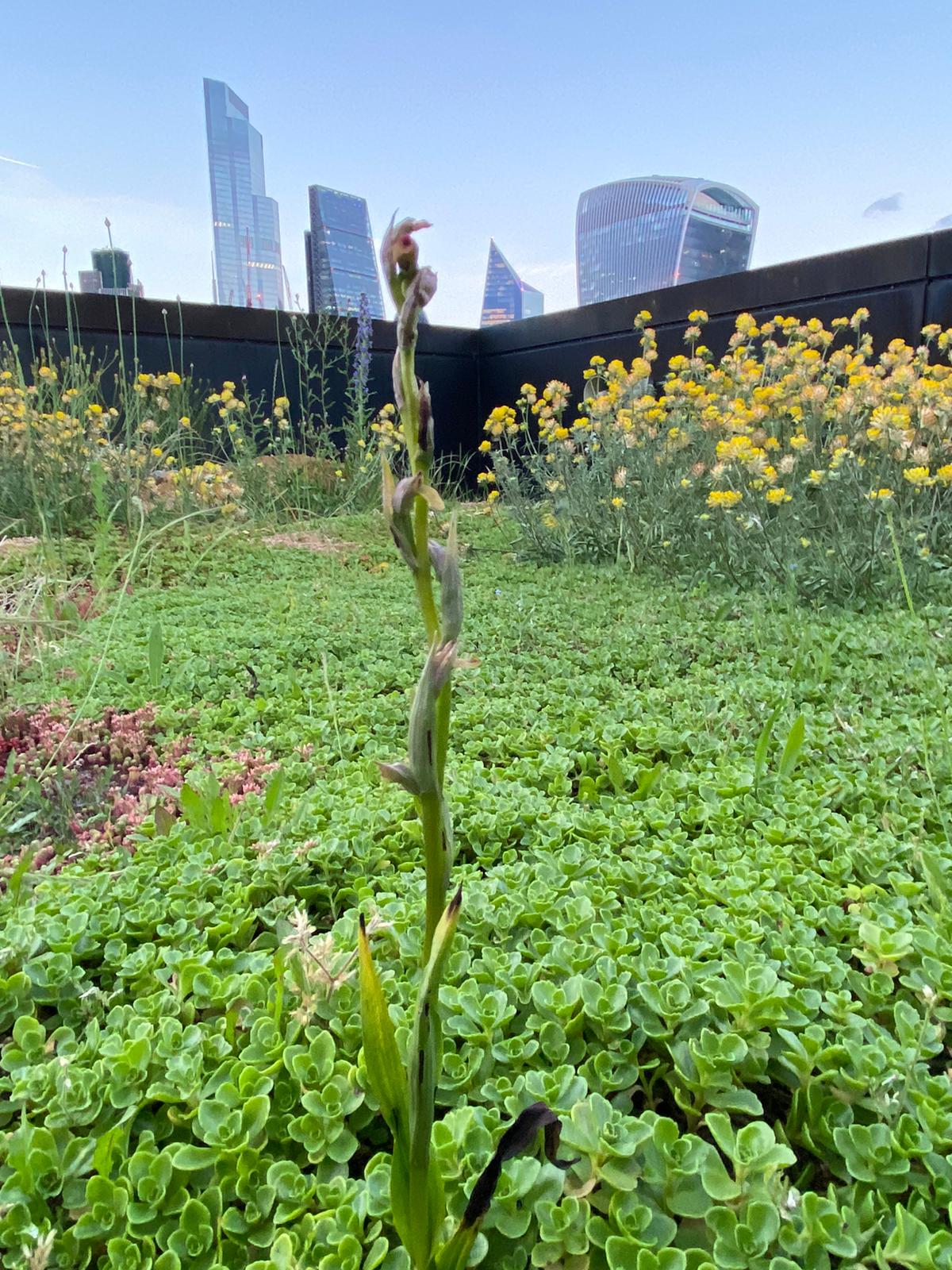 The small-flowered tongue-orchid was discovered on a London rooftop after having not being seen in the wild since 1989