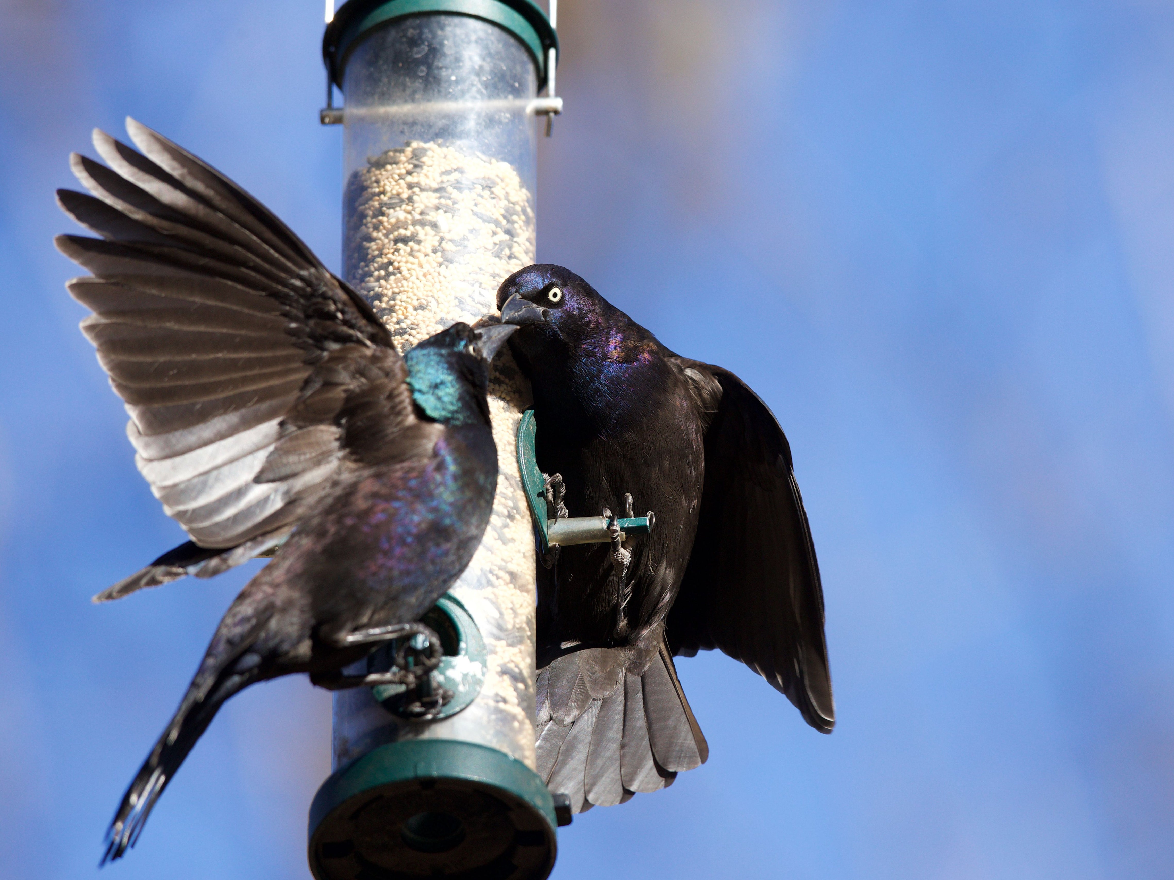 Grackles feeding on a bird feeder