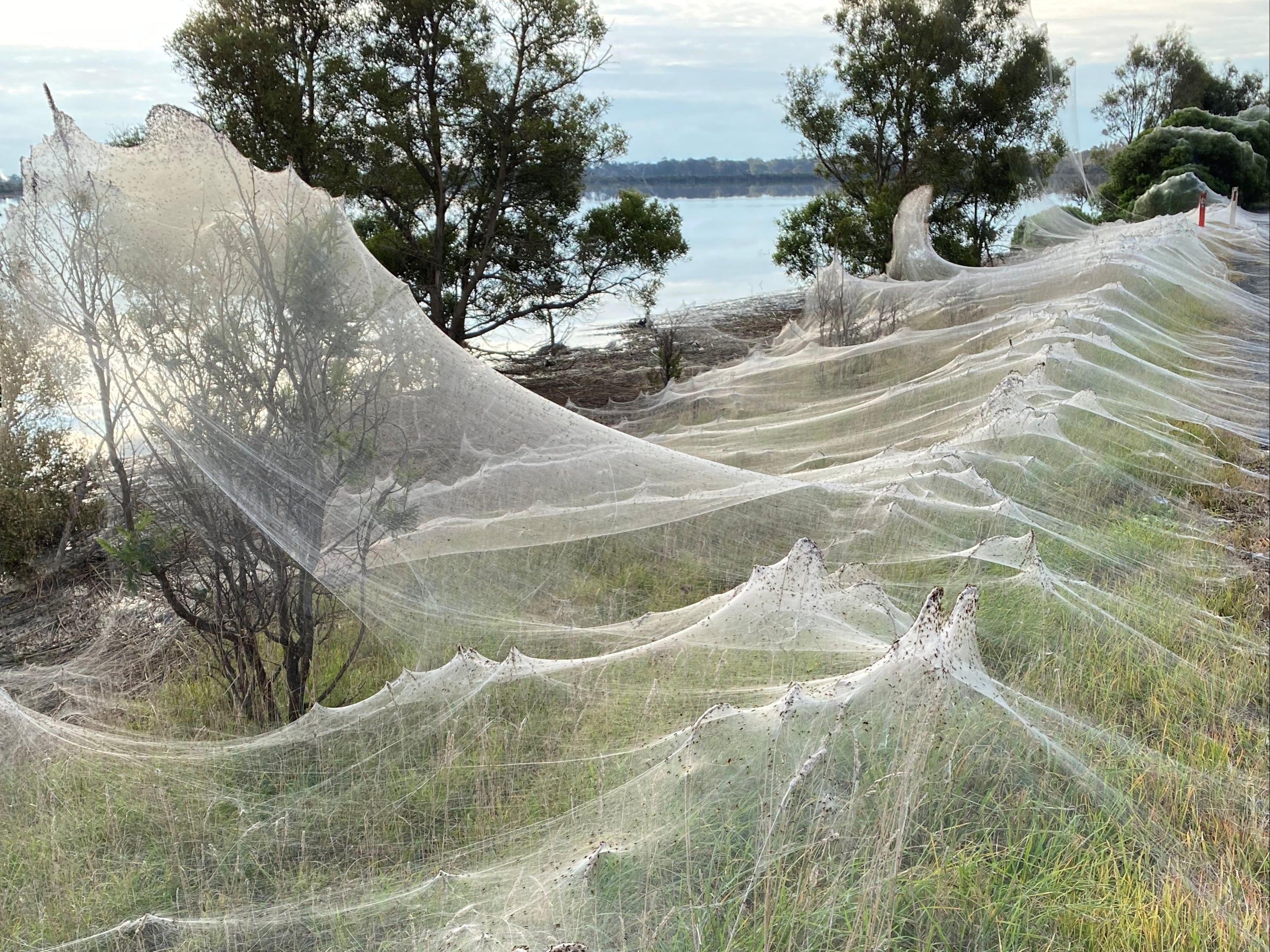 Spiders’ gossamer near wetlands in Longford, Victoria