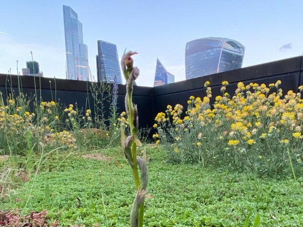 A colony of rare small-flowered tongue-orchids has been discovered on a London rooftop