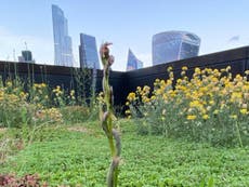 Orchid thought to be extinct in UK discovered on rooftop of London bank