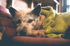 How to keep pets calm in thunderstorms