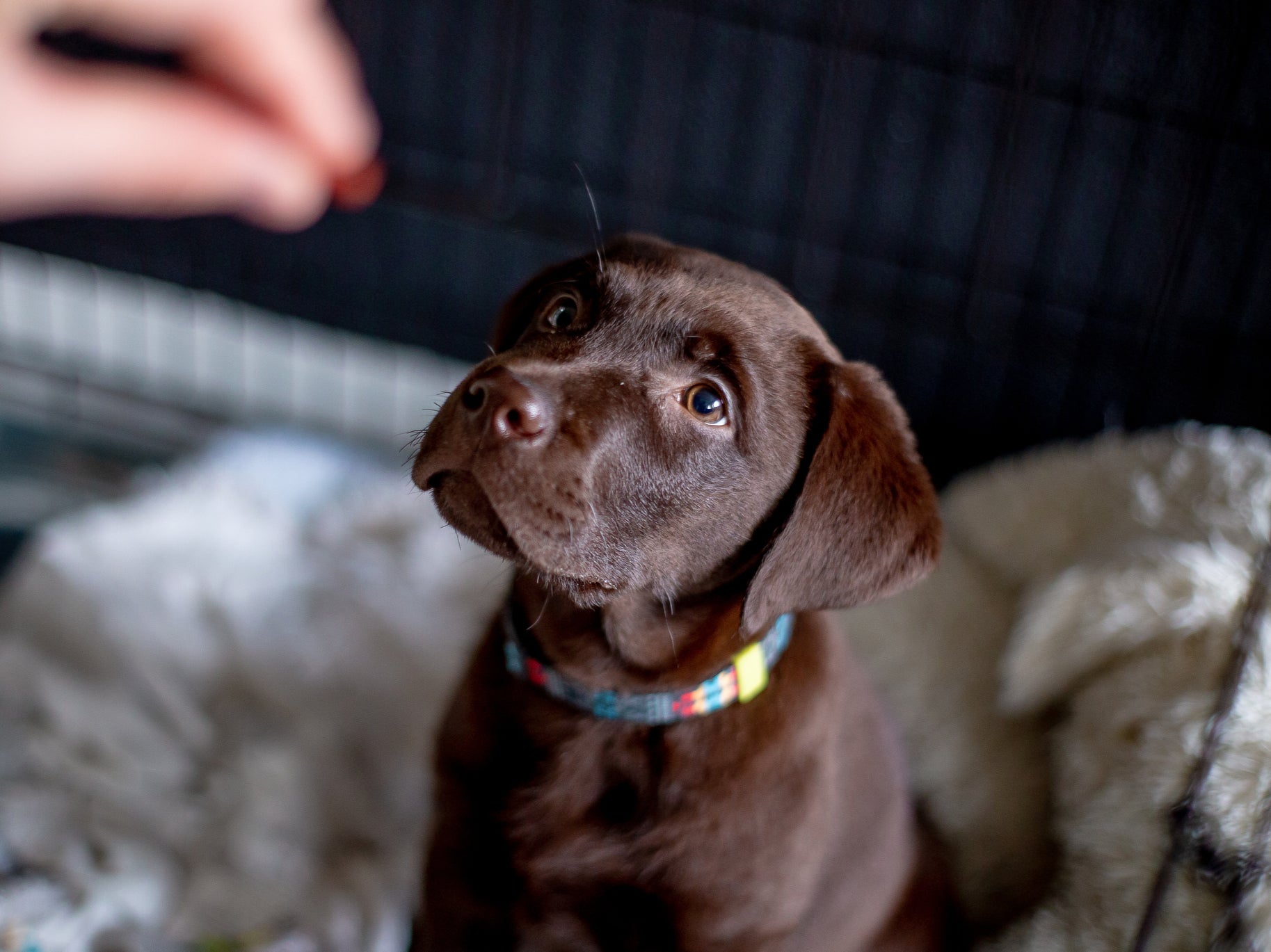 11 week old Labrador puppy