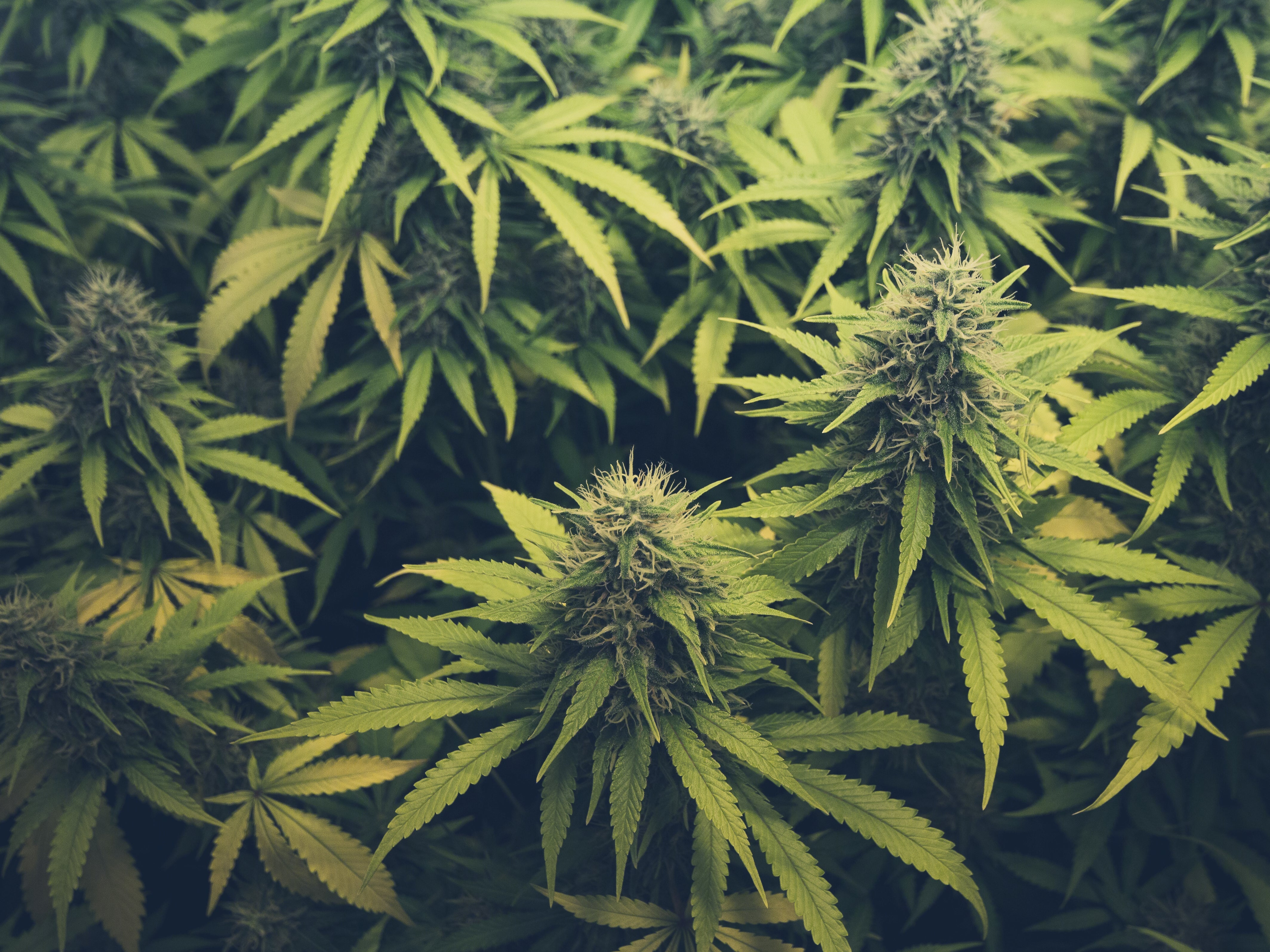 Police in LA County led an operation that led to $1.2 billion worth of cannabis being seized, among other illegal items