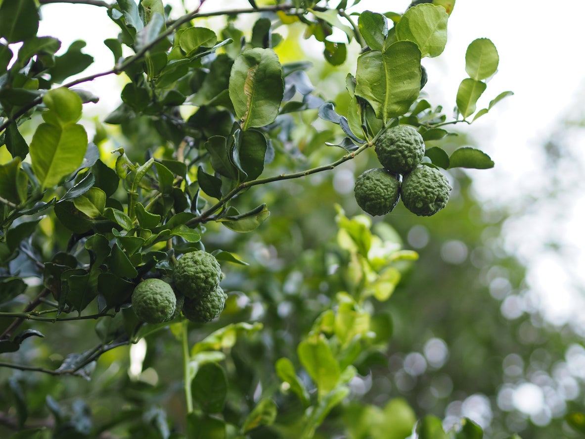 Kaffir limes, also known as Makrut limes, are native to Sri Lanka and found all over Southeast Asia