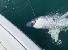 New Jersey fishermen accidentally catch 7-foot great white shark