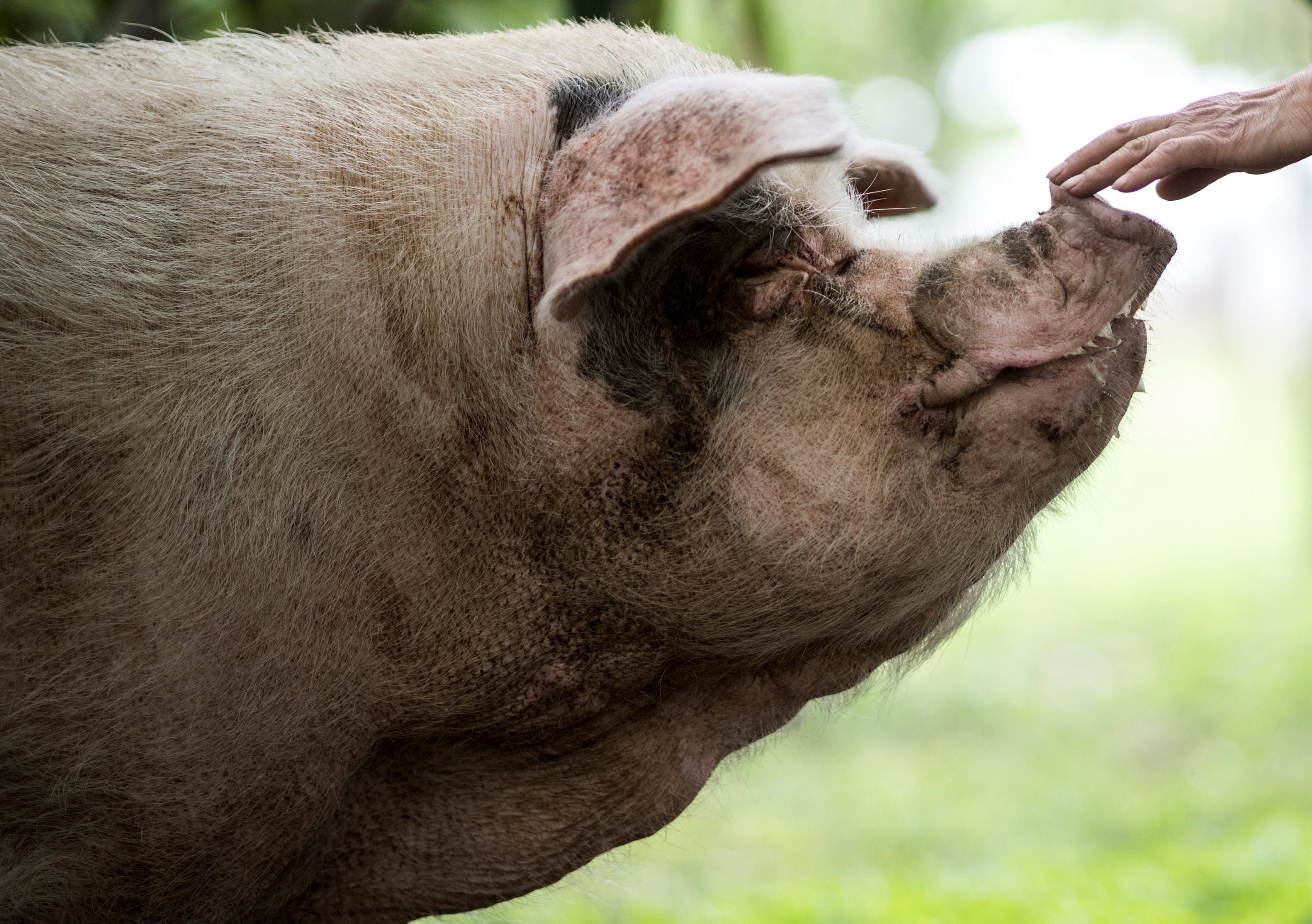 This file photo taken on 25 April, 2018, shows a pig known as "Zhu Jianqiang", who became a national icon after it survived the devastating earthquake 10 years ago, being comforted by worker at a museum in Anren, Sichuan province