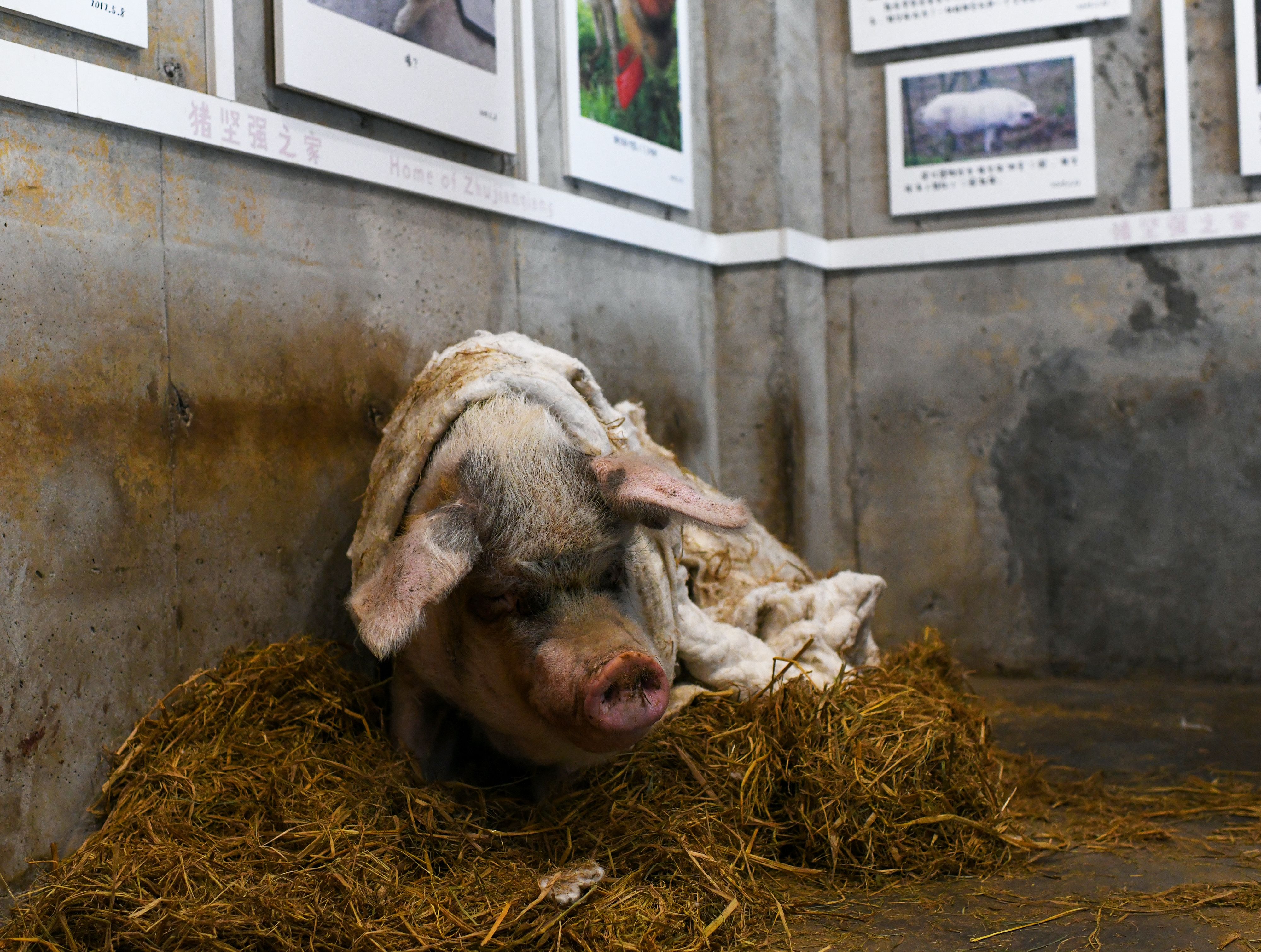 Aging Zhu Jianqiang picture in its enclosure in January, 2021