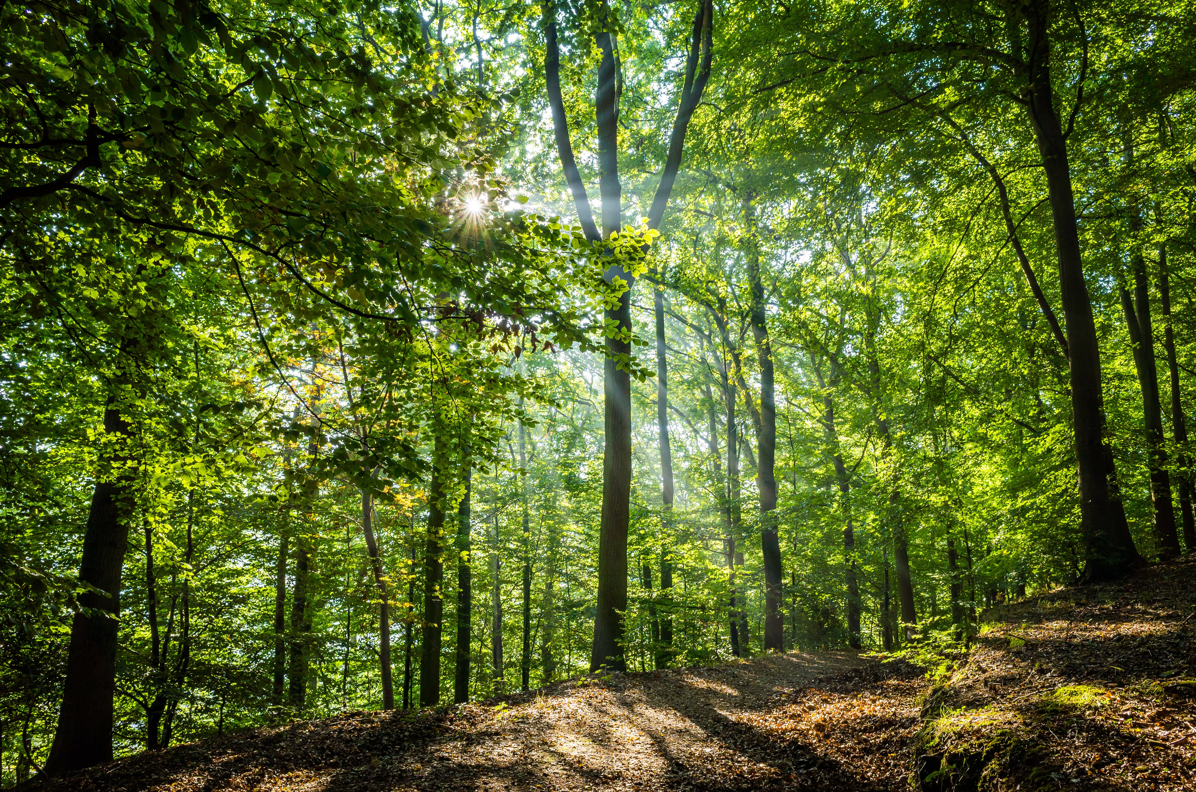 The Forest of Dean in Gloucestershire. The area of the UK given over to forests is well below the target