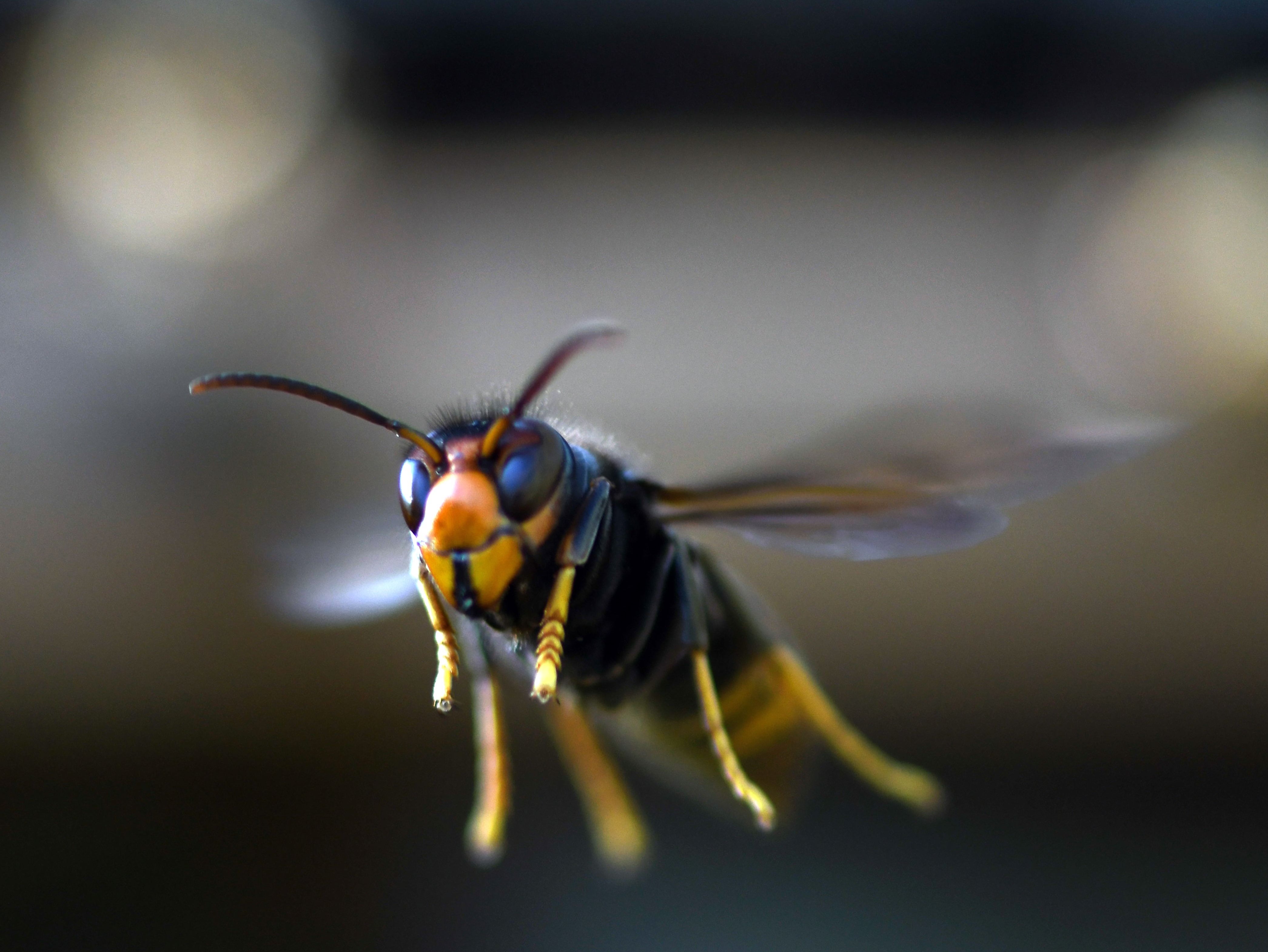 Asian hornets have a black or brown body and yellow-tipped legs