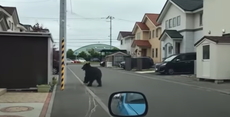 Rampaging bear shot dead after four hurt in Japan chaos