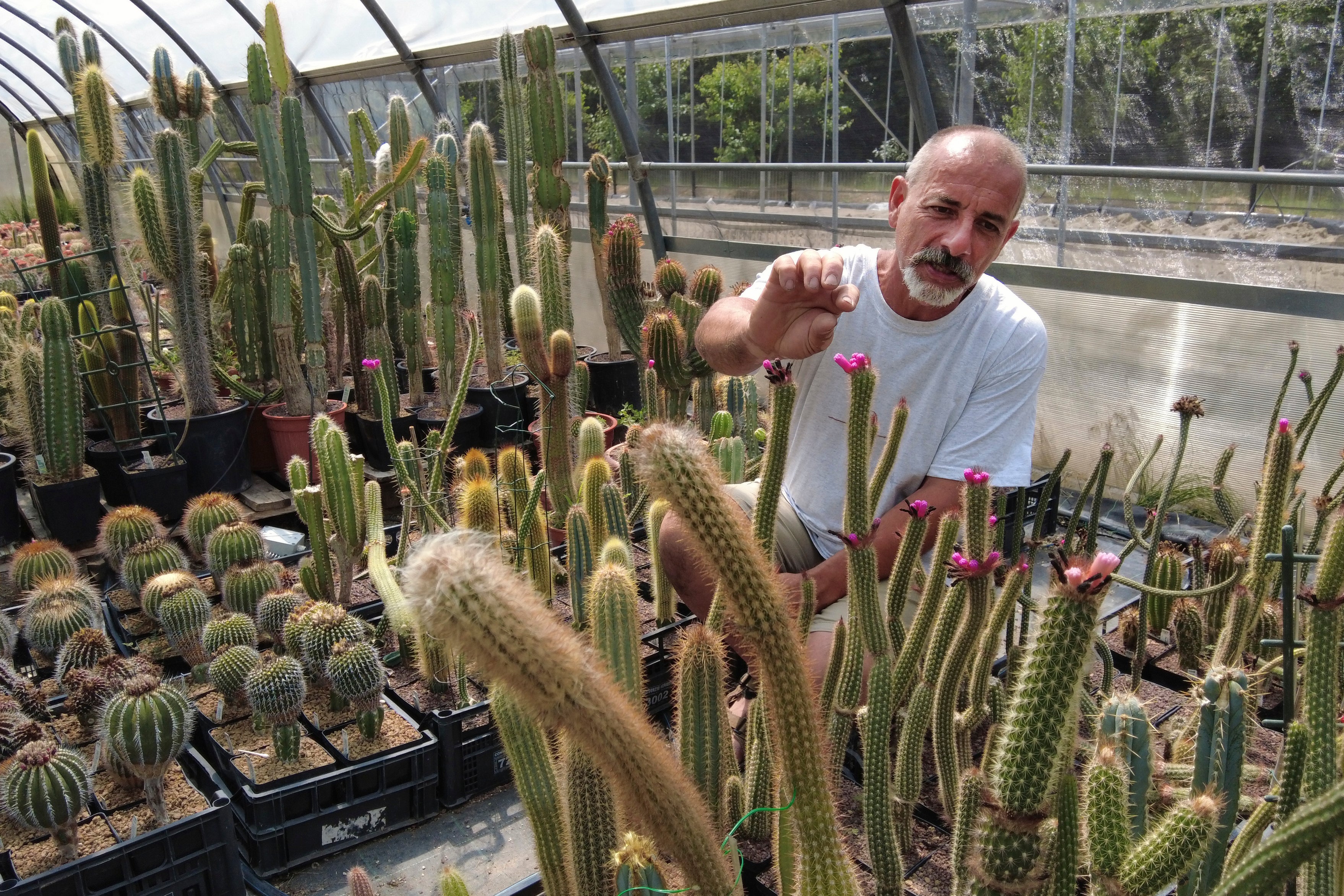 Italy Cactus Bust