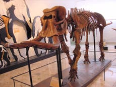 Extinct dwarf elephant shrank by 85% in ‘intriguing’ evolution on Sicily