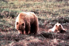 Missing hiker found alive two days after being charged by bears in Alaska