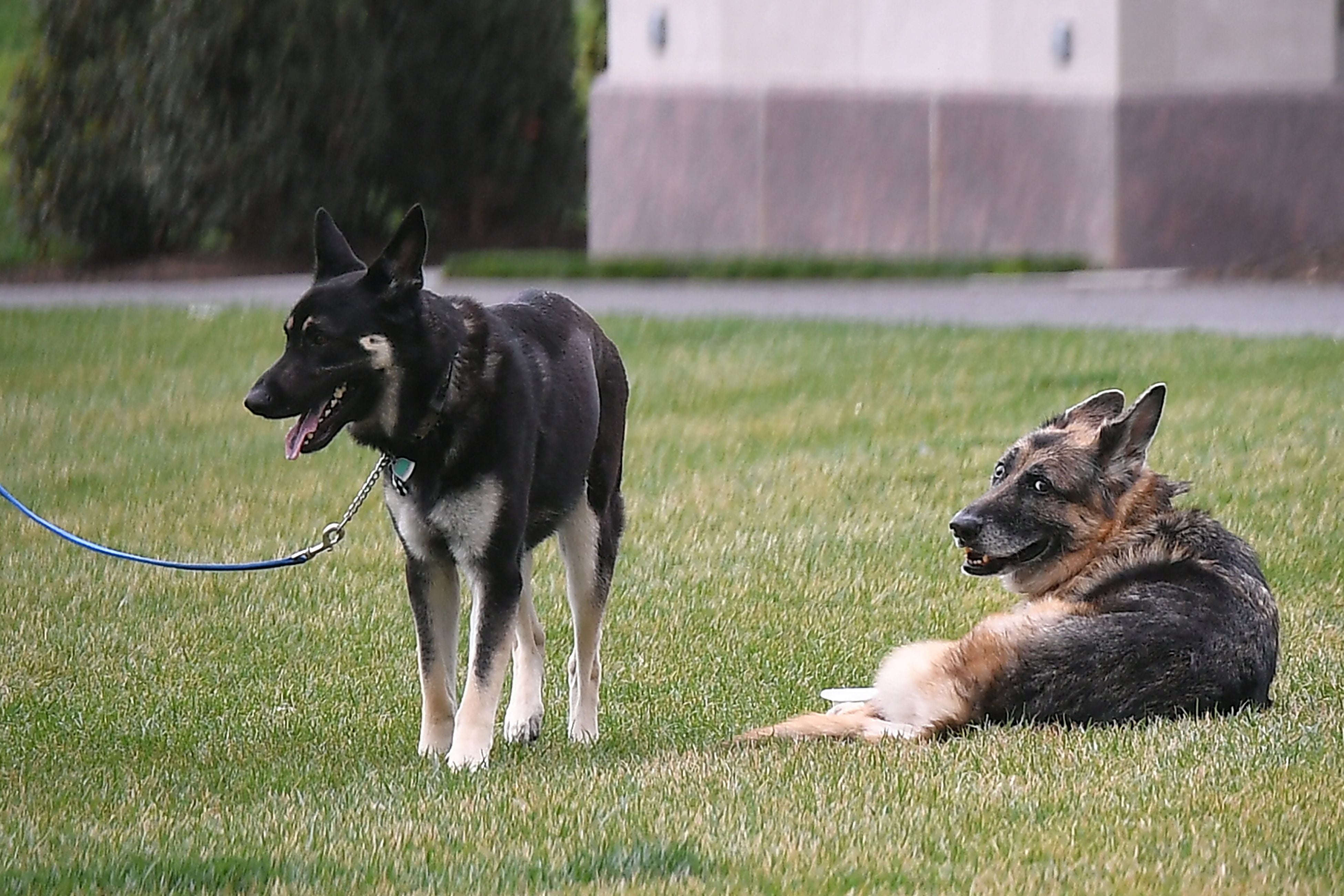 The Bidens’ dogs Major, left, and Champ on the South Lawn of the White House in Washington, DC, on March 31, 2021