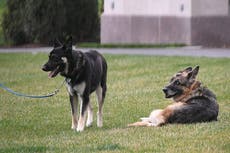 Champ Biden: President pays emotional tribute after ‘beloved’ White House dog dies