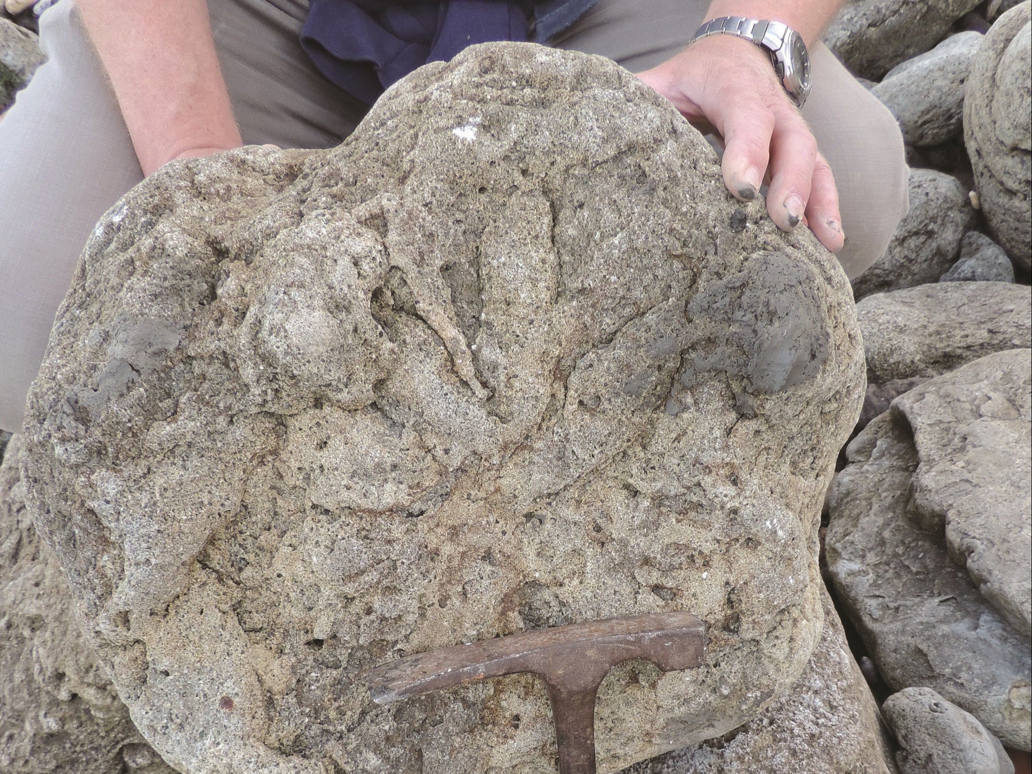 Photo of a theropod footprint found near Folkestone, Kent.