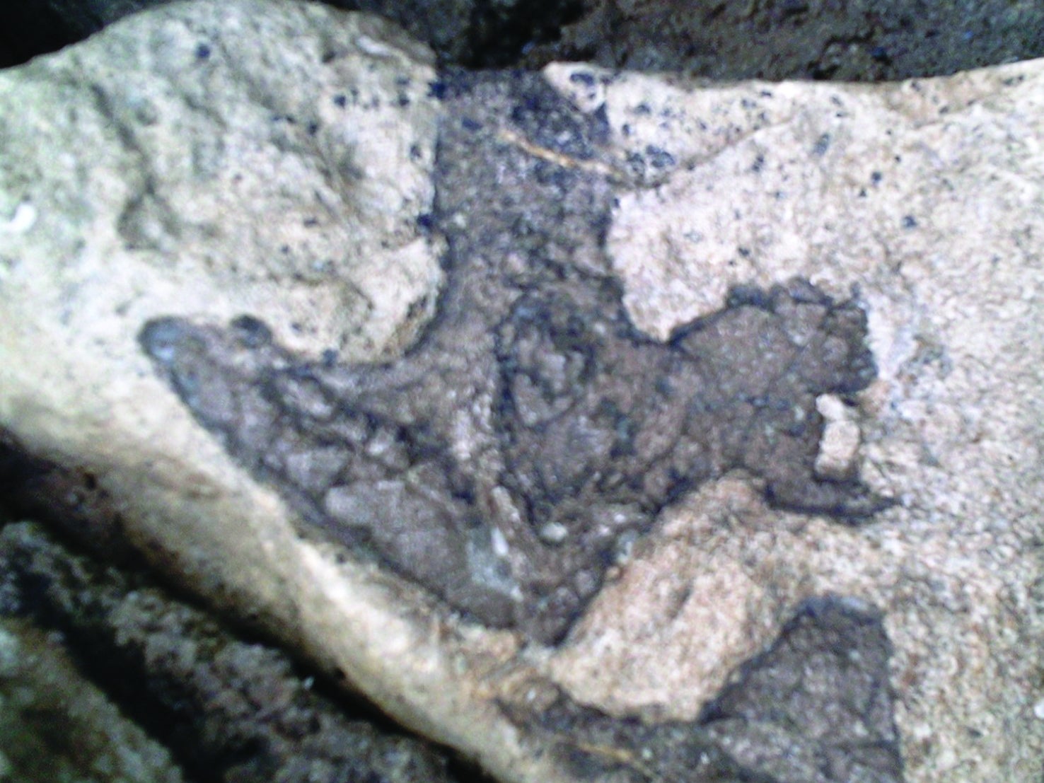 Scientists believe this footprint was left by a tridactyl dinosaur