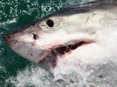 Florida man bitten by eight-foot shark after being mistaken for bait