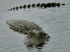 Vacationing children lasso Florida alligator with noose